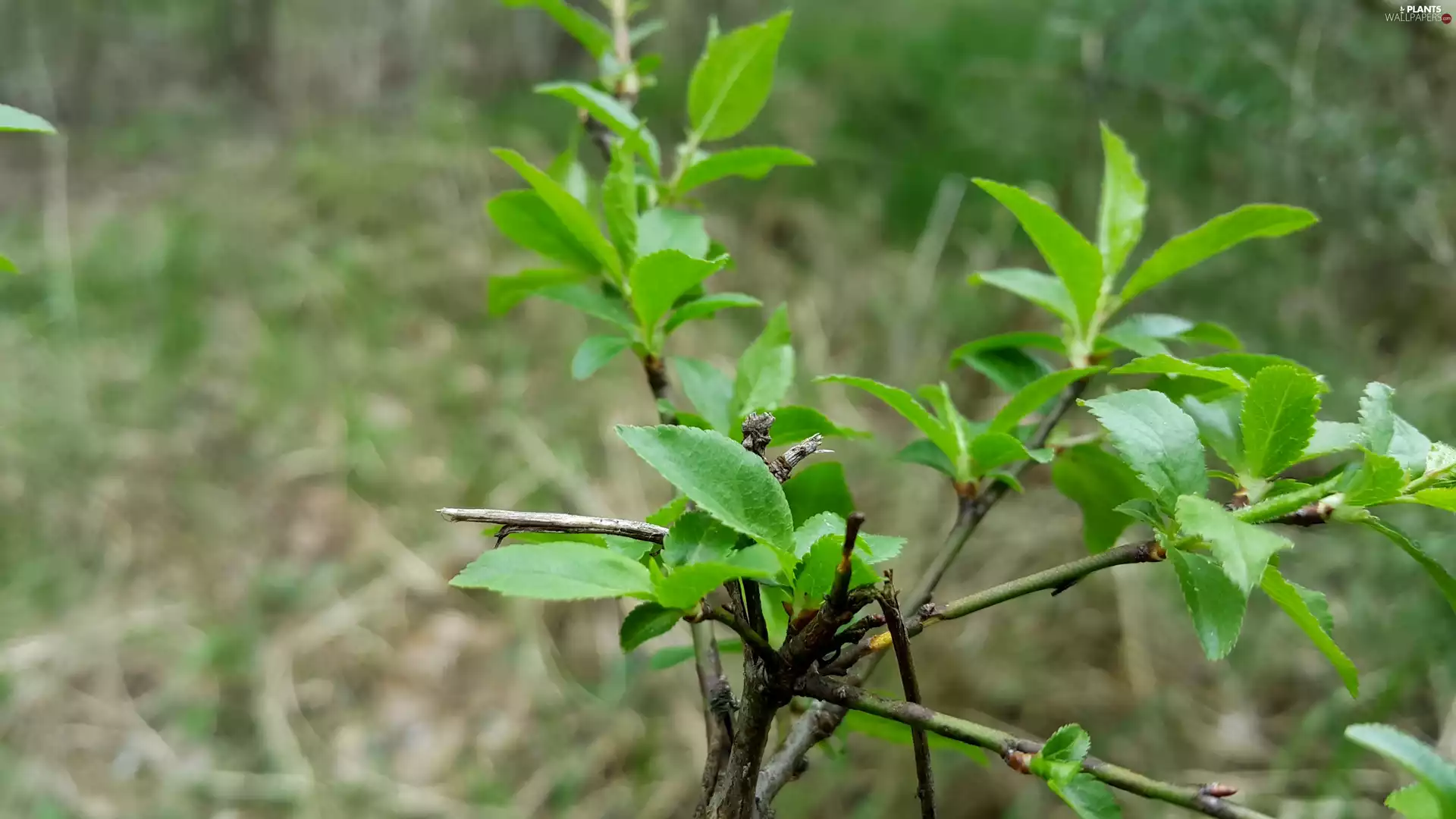 Bush, green ones, leaves, Twigs