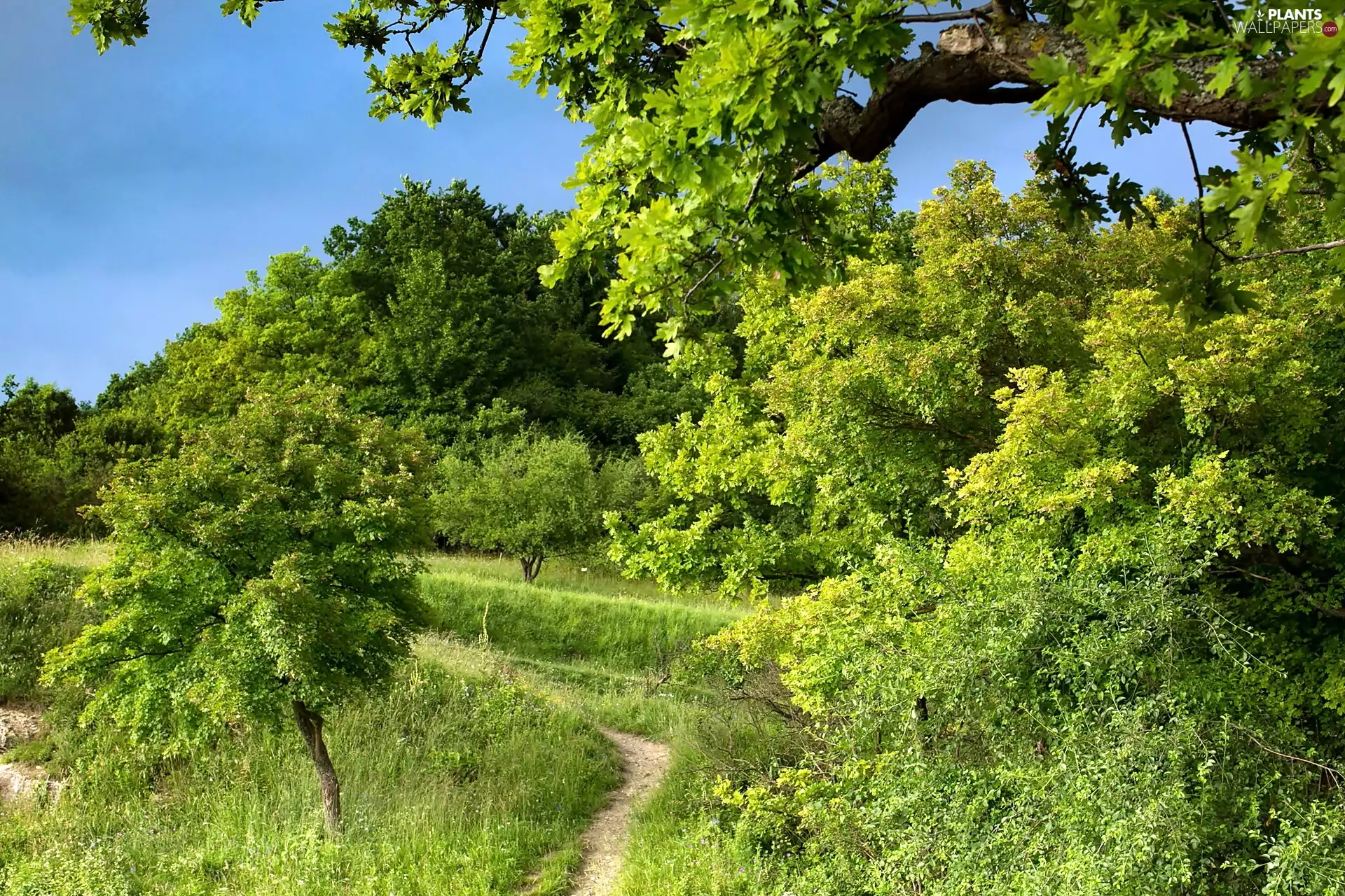 trees, green ones, Leaf, viewes