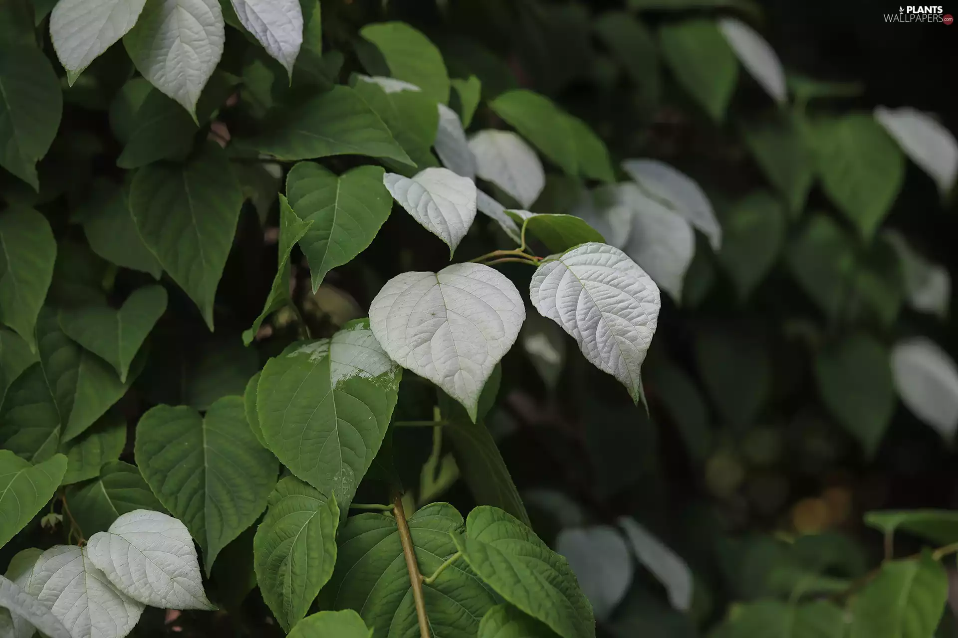 plant, green ones, Leaf, White