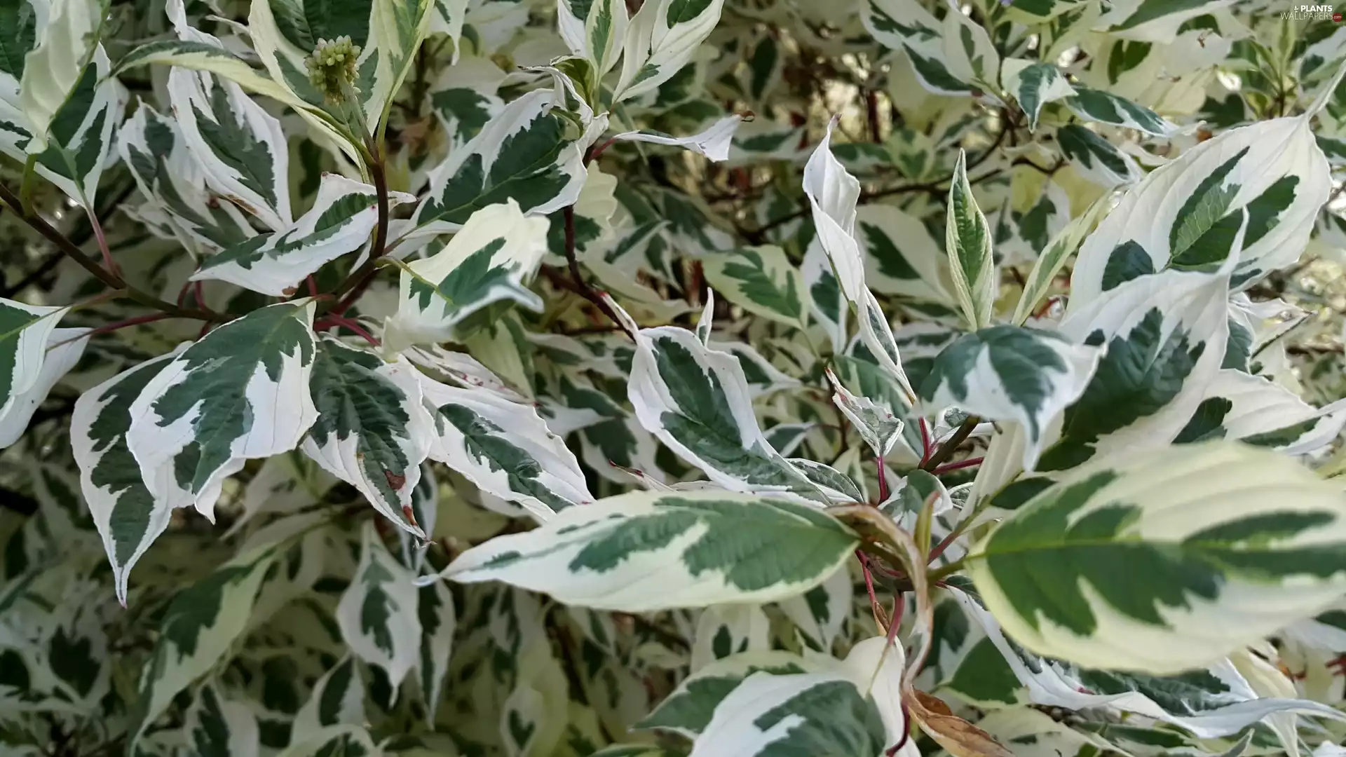 Bush, green ones, leaves, white