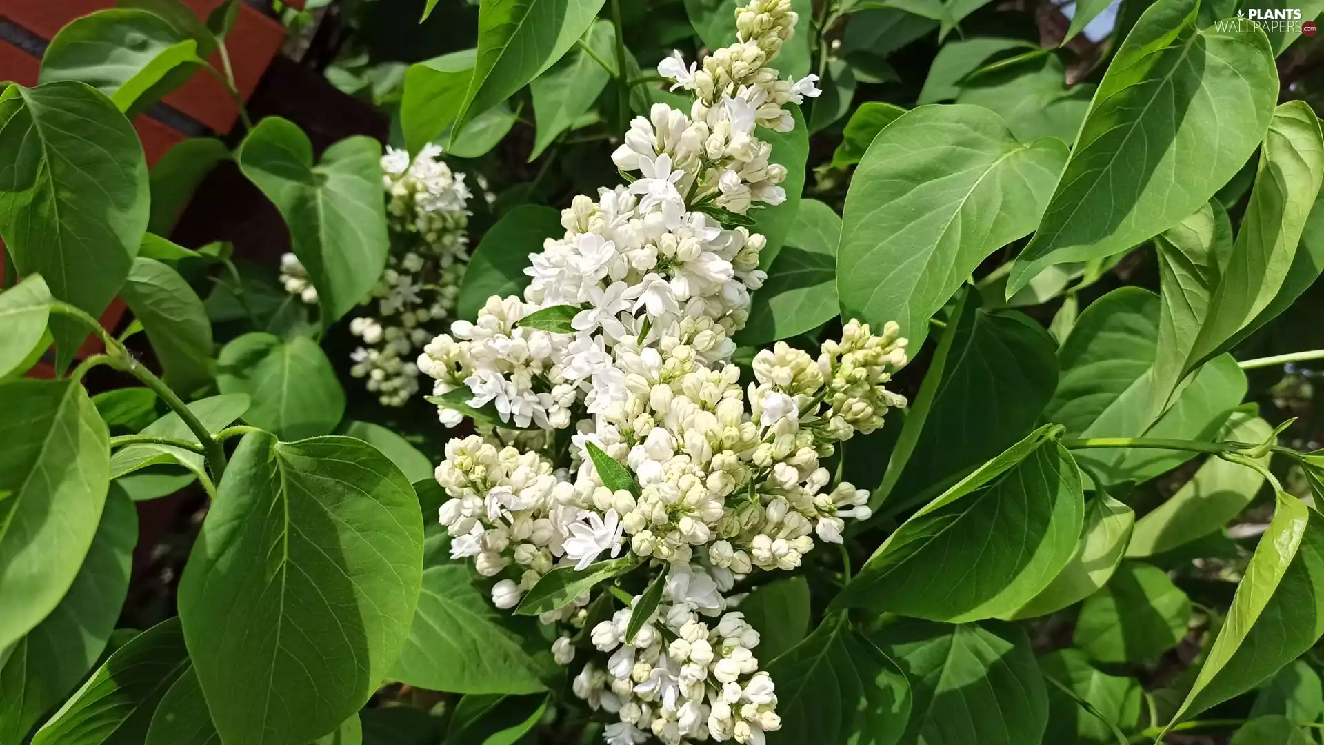 White, green ones, Leaf, without