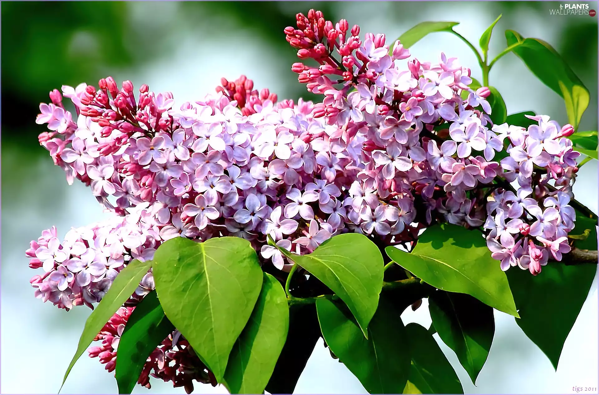 Violet, green ones, leaves, without