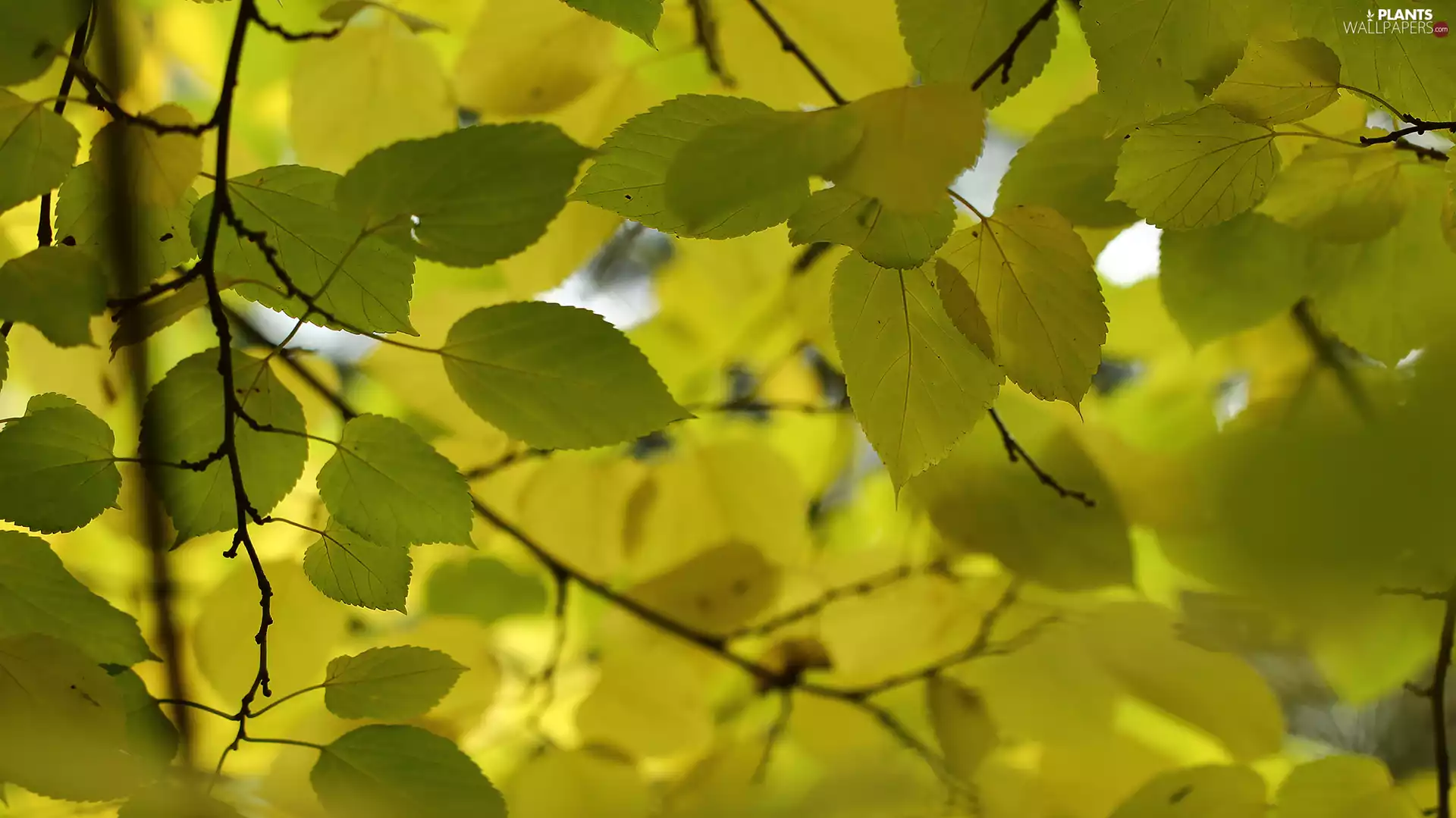 Leaf, green ones, Twigs, Yellow