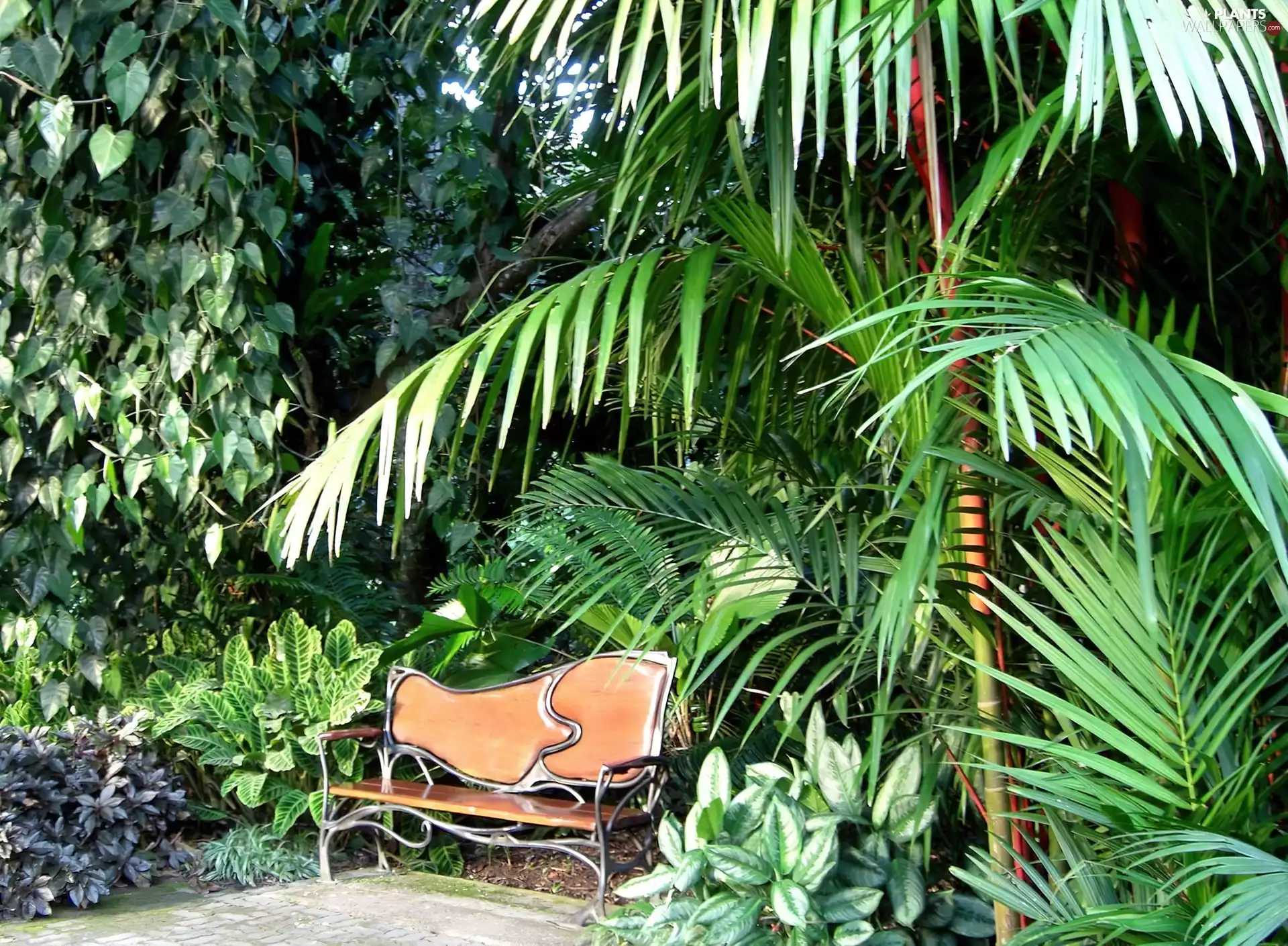 green, Garden, Palm