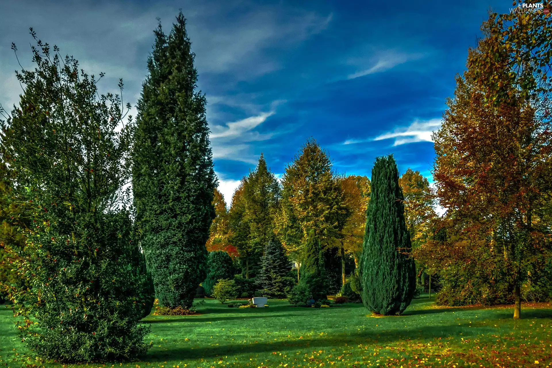 Park, grass, Sapling, Green