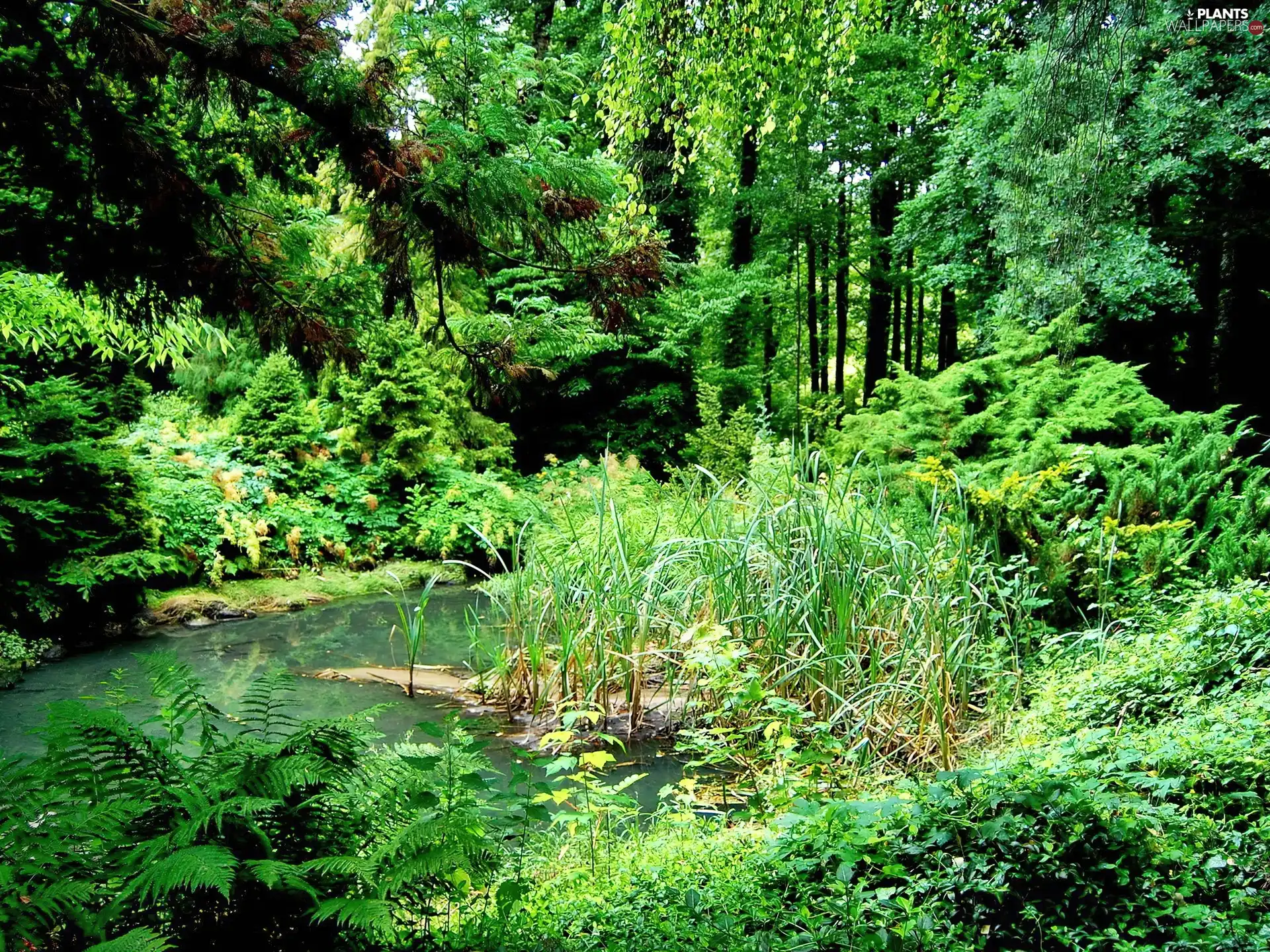 Park, viewes, green, trees