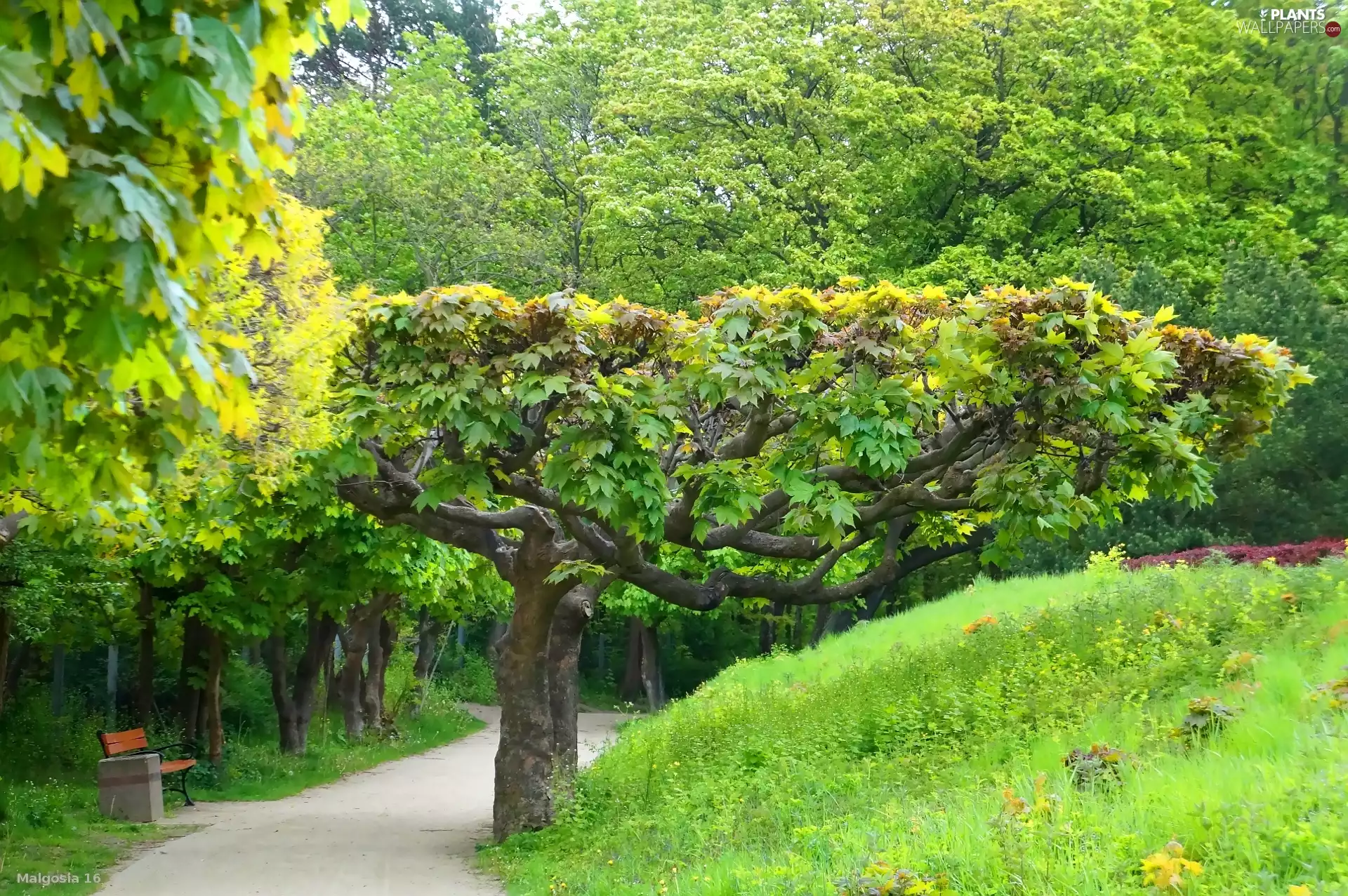 viewes, green, Path, trees, Park