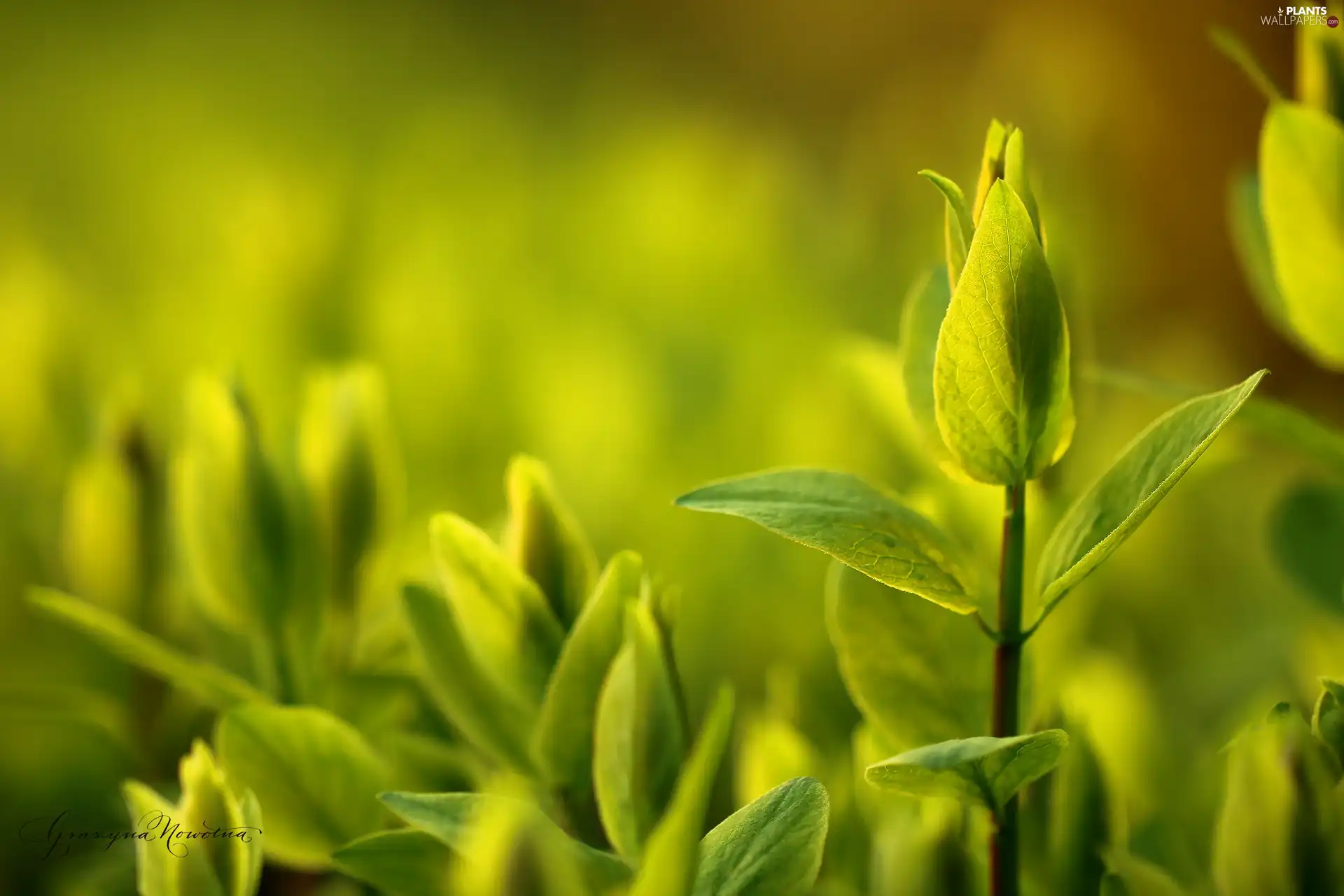 Plants, Leaf, green ones