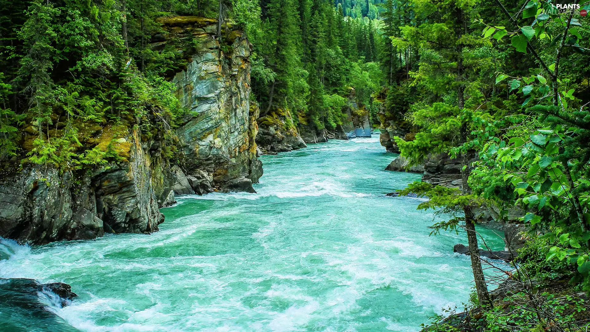 trees, viewes, rocks, green ones, River