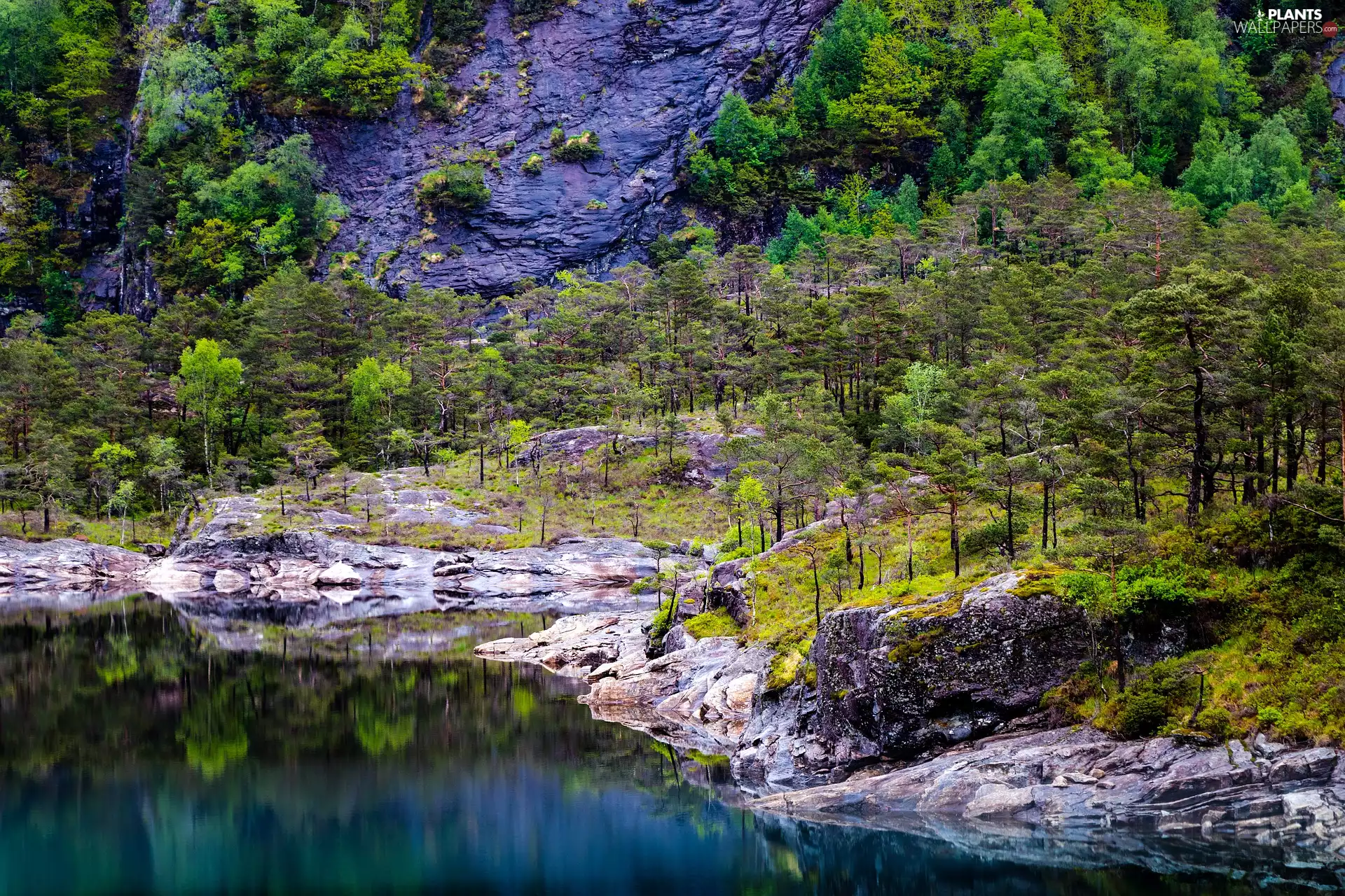 trees, viewes, River, green ones, rocks