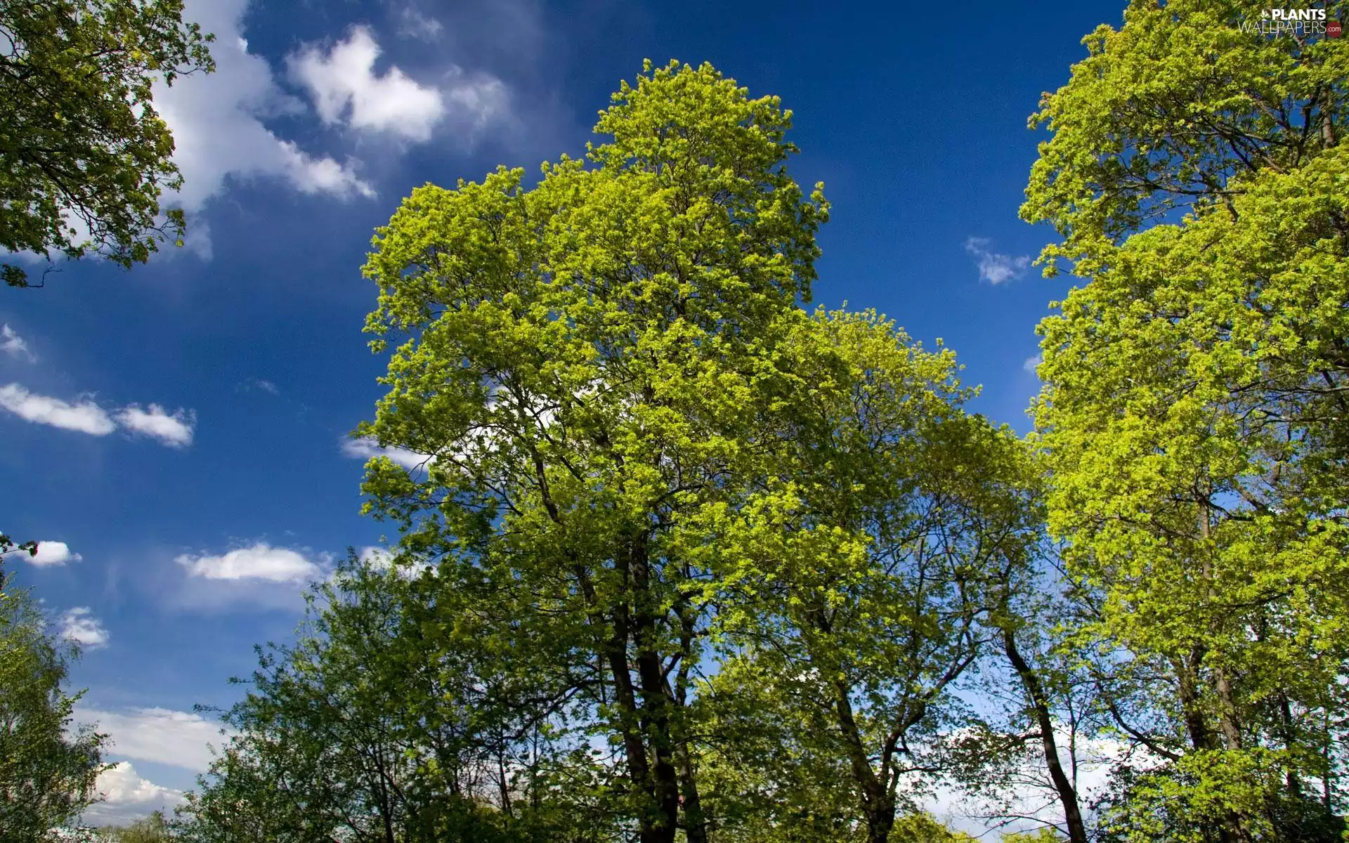 Crown, trees, clouds, green ones, Sky