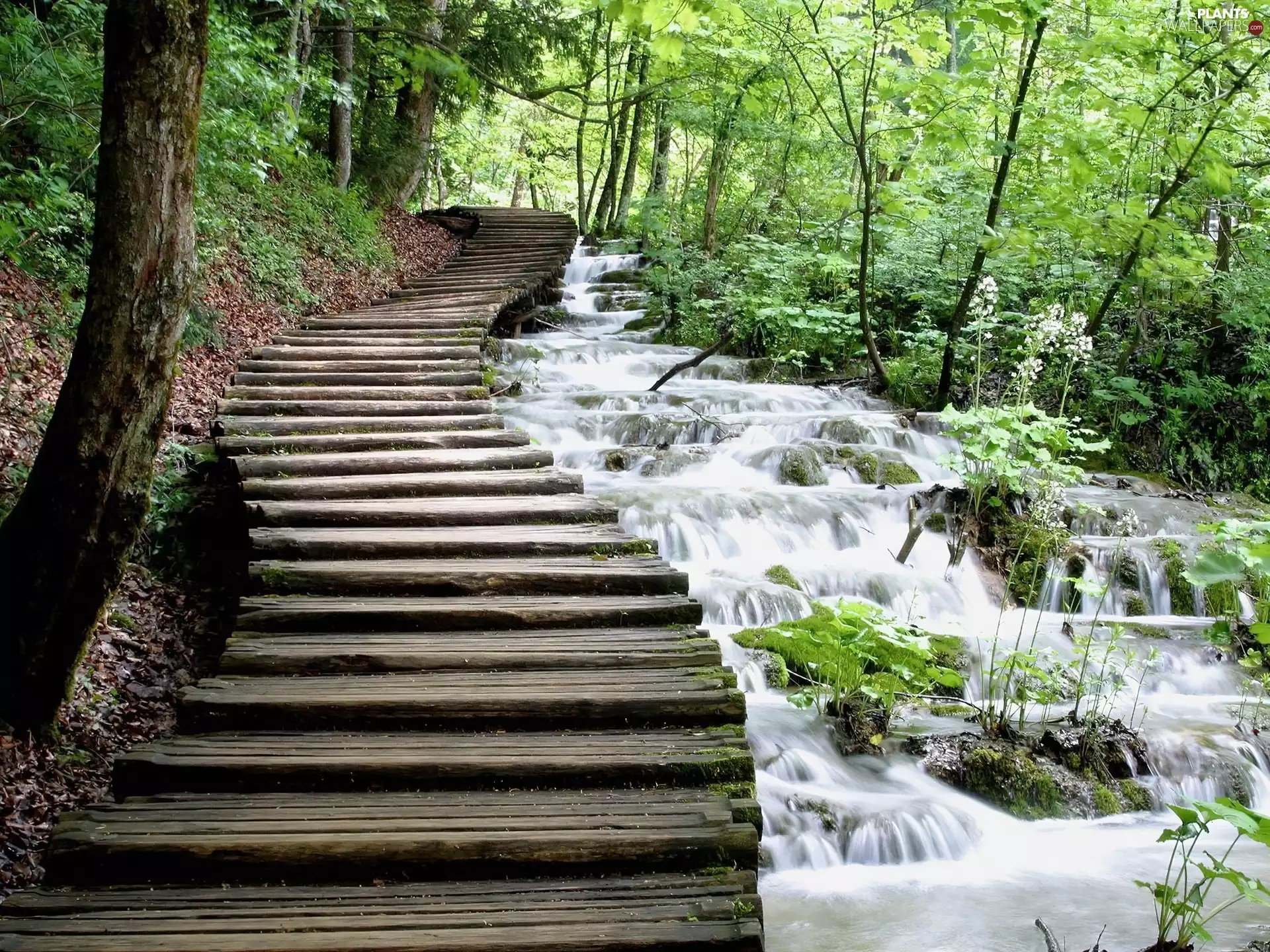 stream, Park, viewes, green, trees, Stairs
