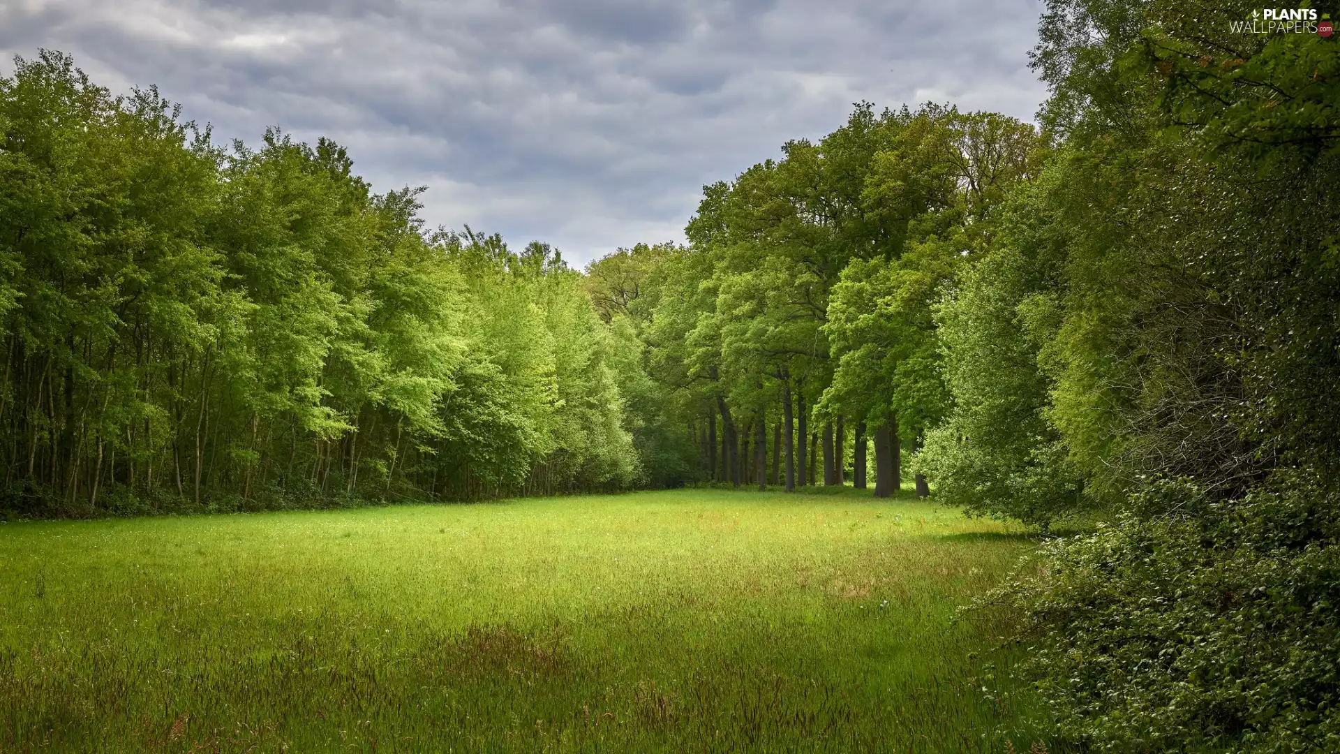 trees, viewes, Meadow, green ones, summer