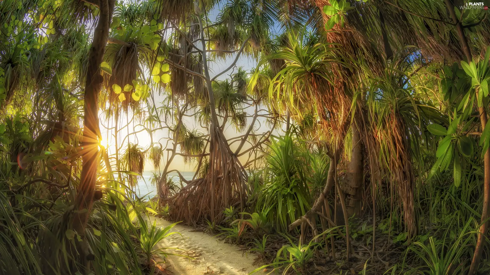 VEGETATION, Palms, sun, Green, Way, rays, sea