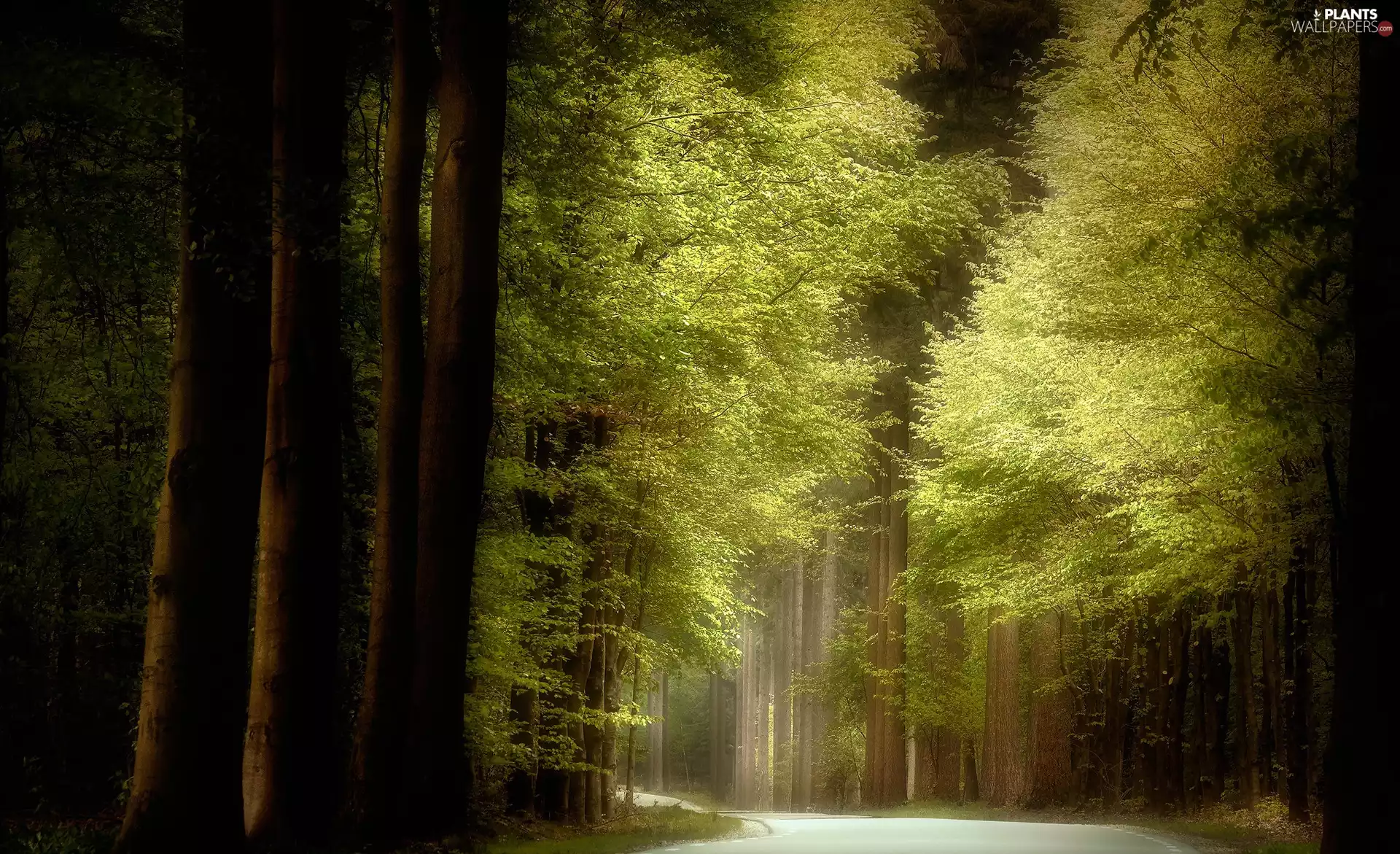 green ones, forest, viewes, light breaking through sky, trees, Way