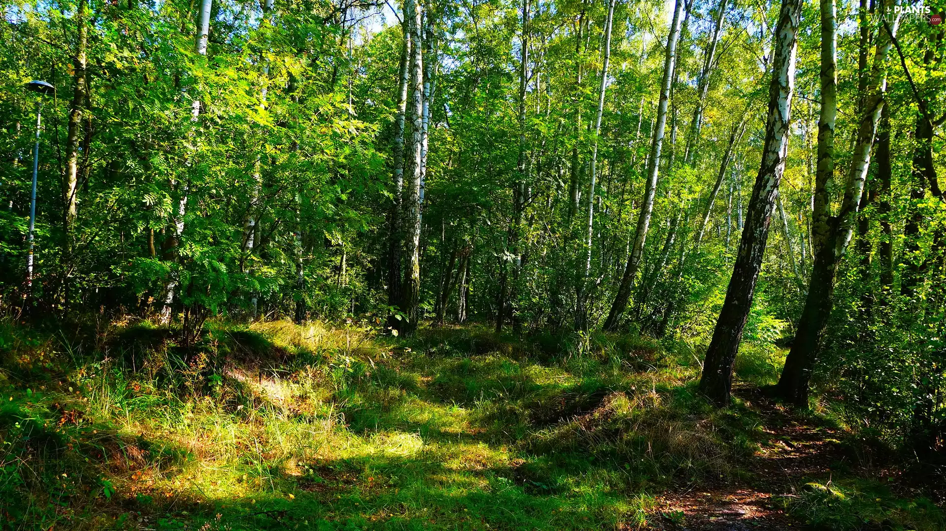 birch, green, trees, viewes, forest