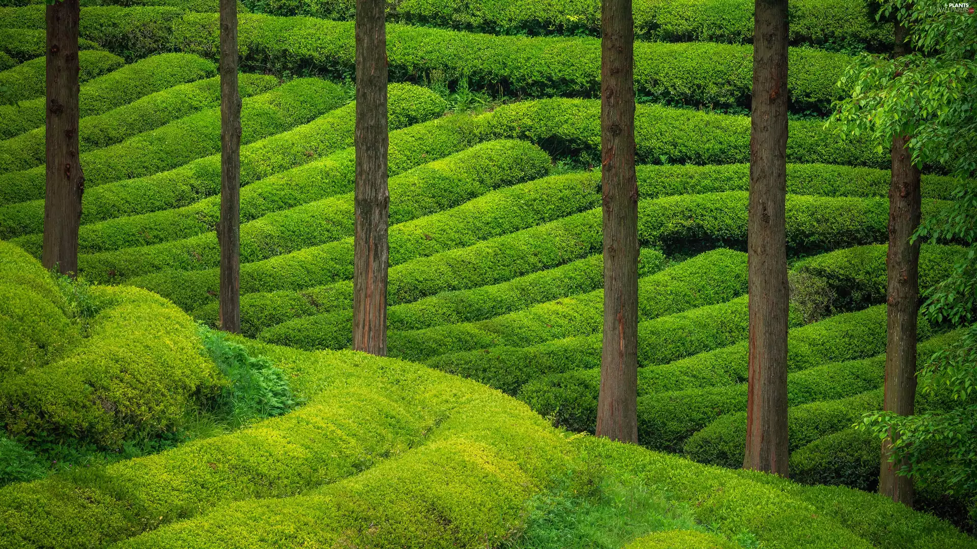 The Hills, trees, green, cultivation, plantation, viewes