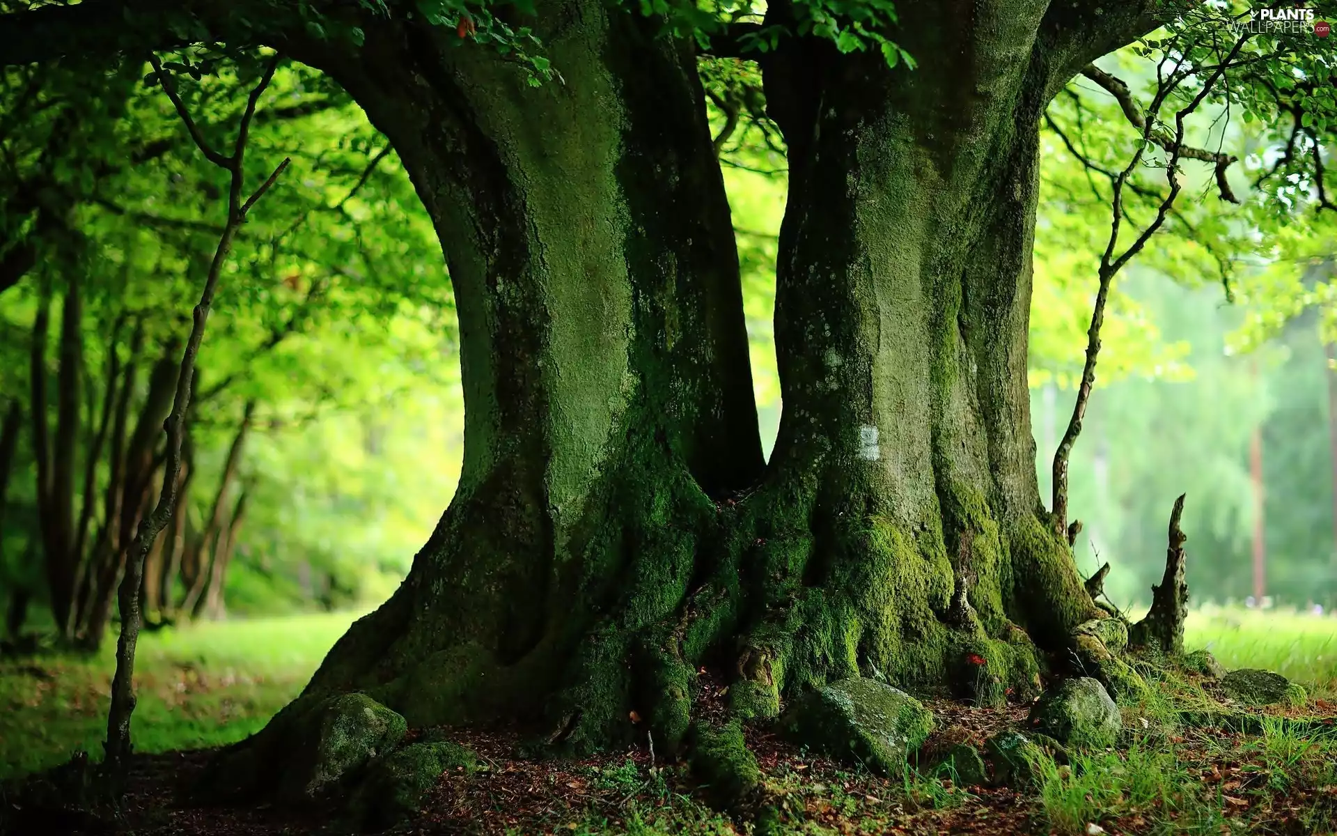 roots, green, trees, viewes, old