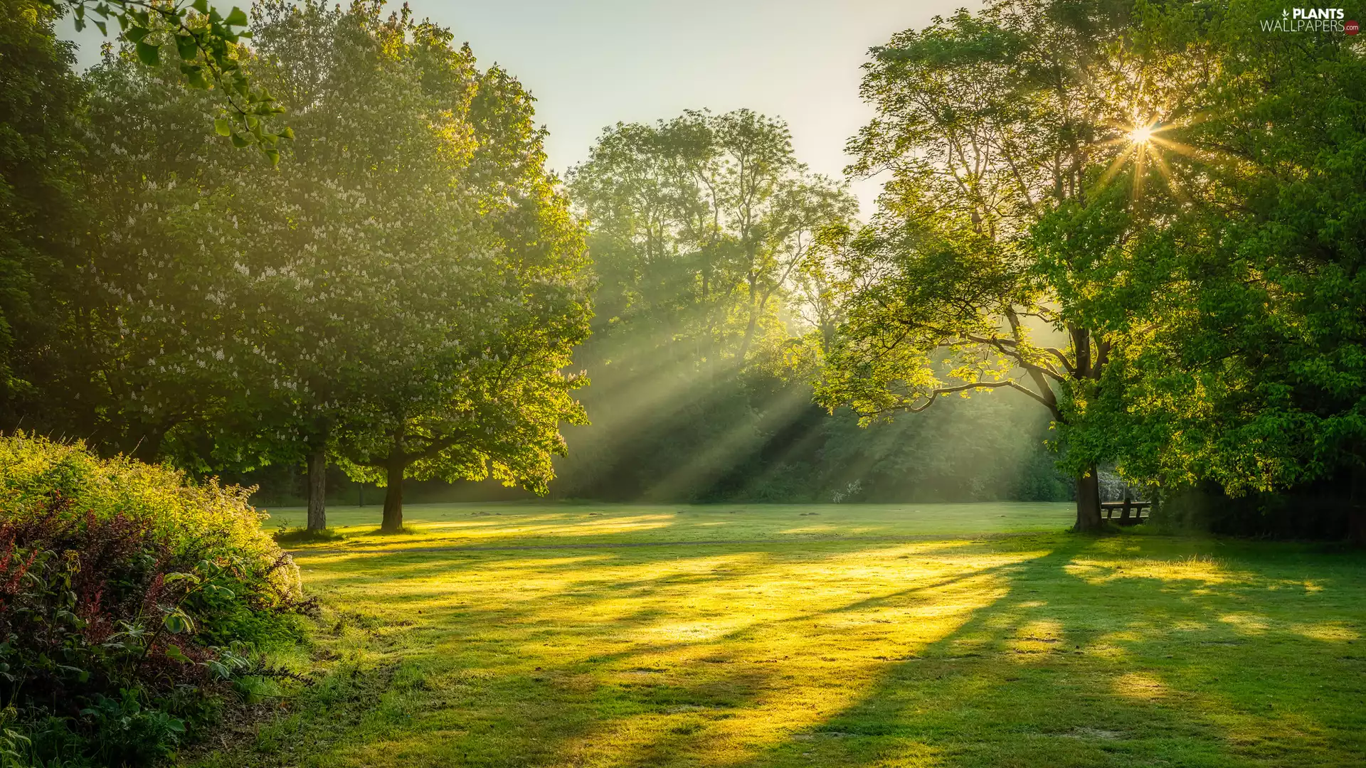 green ones, Park, viewes, light breaking through sky, trees, Meadow