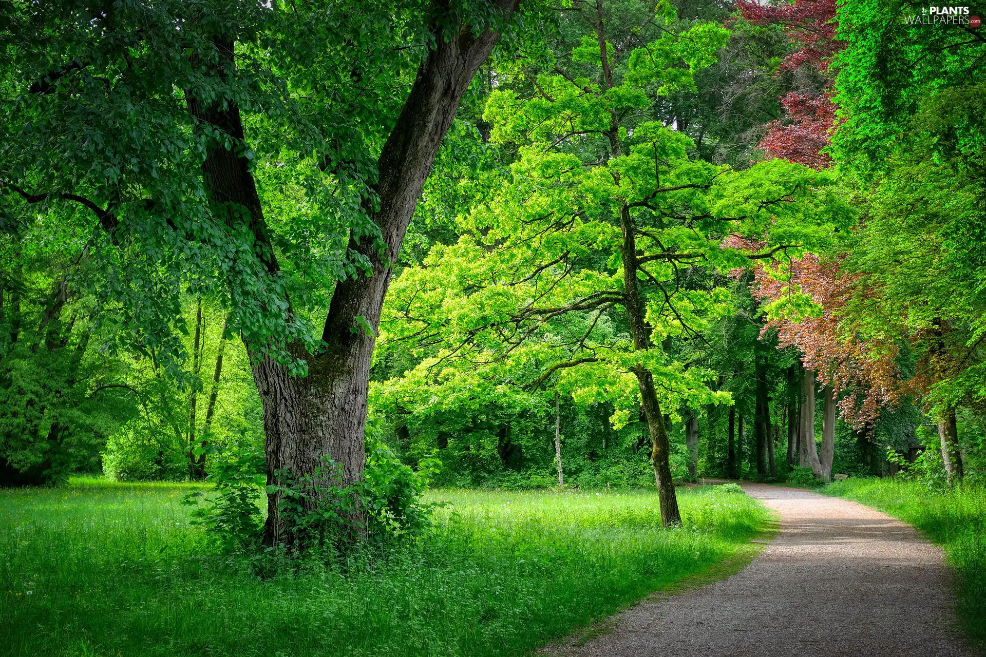 viewes, Park, Path, green, grass, trees