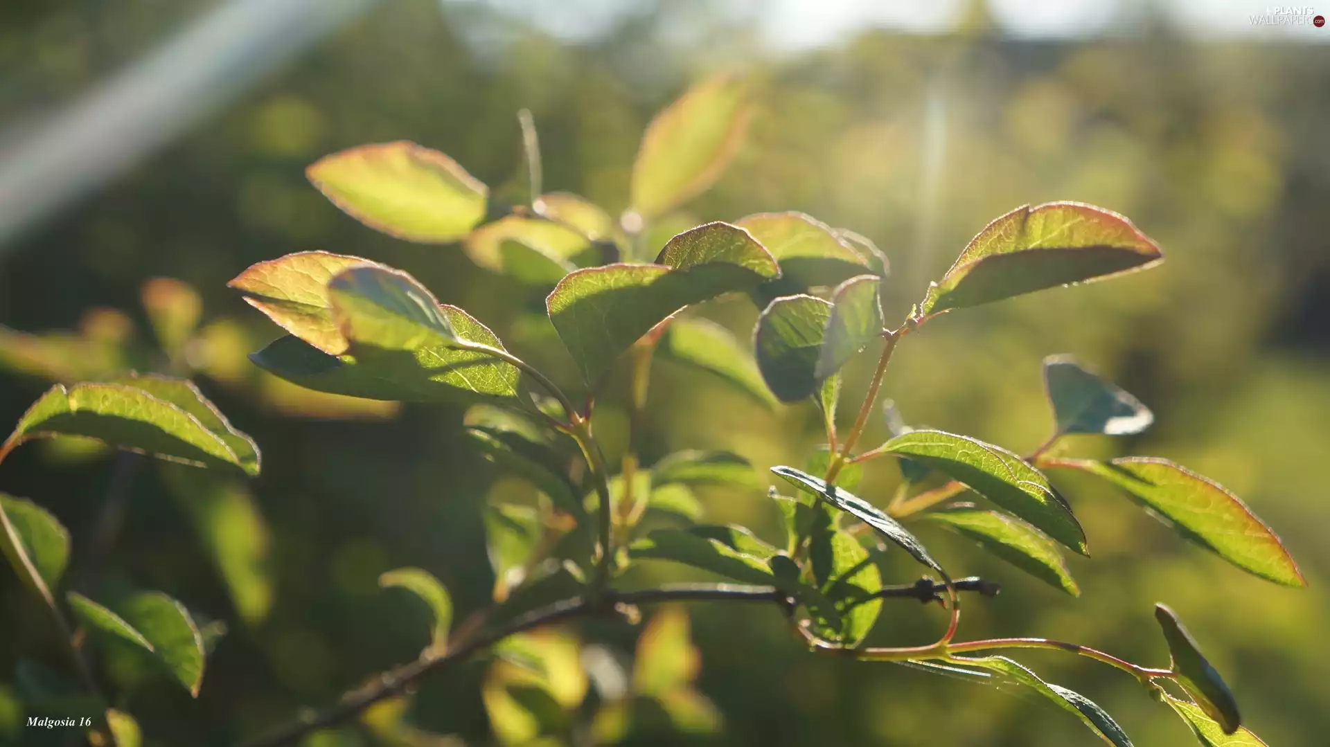 Symphoricarpos Duhamel, Twigs, green ones, Leaf, plant