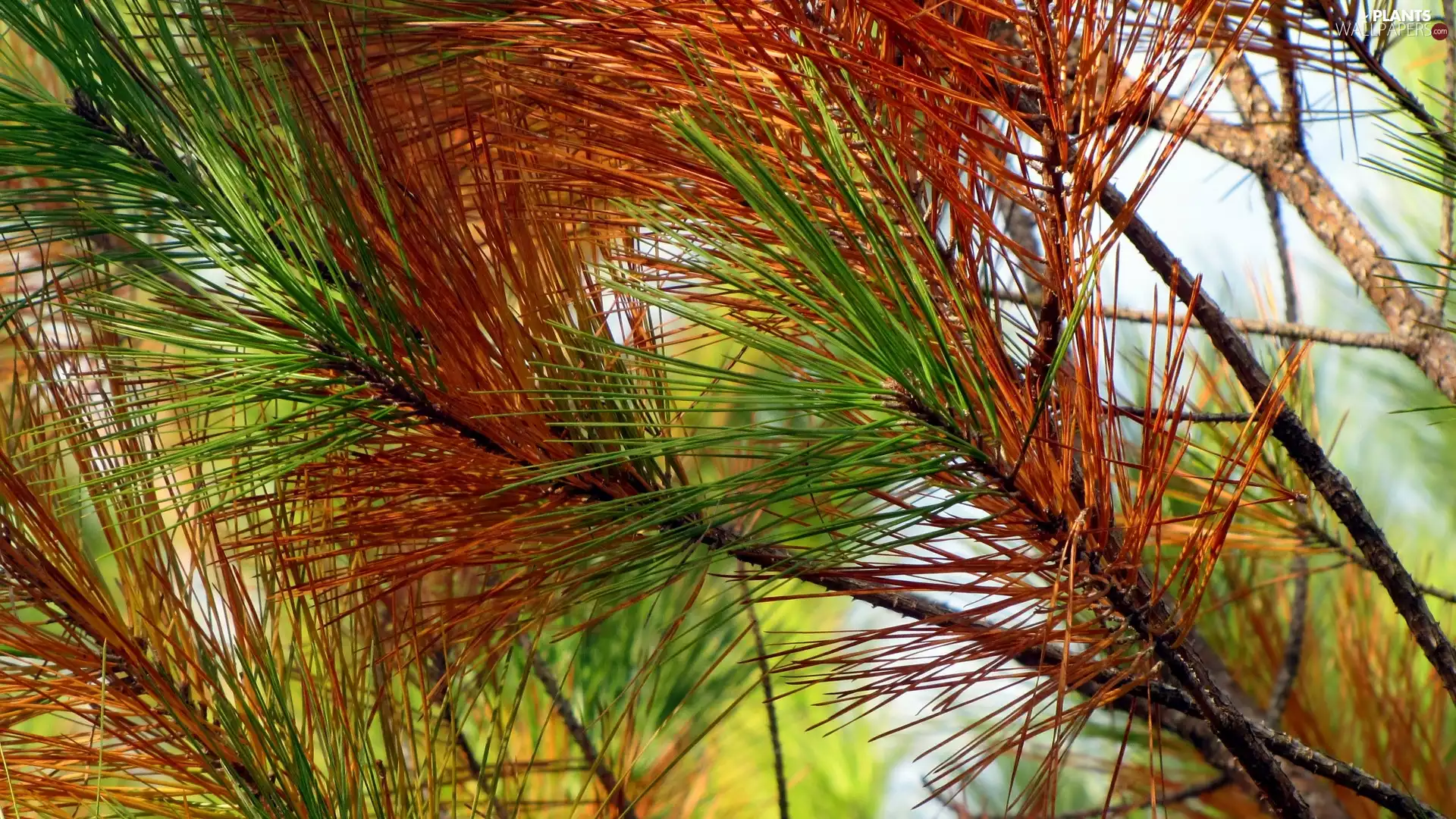 Brown, needle, pine, green ones, Twigs