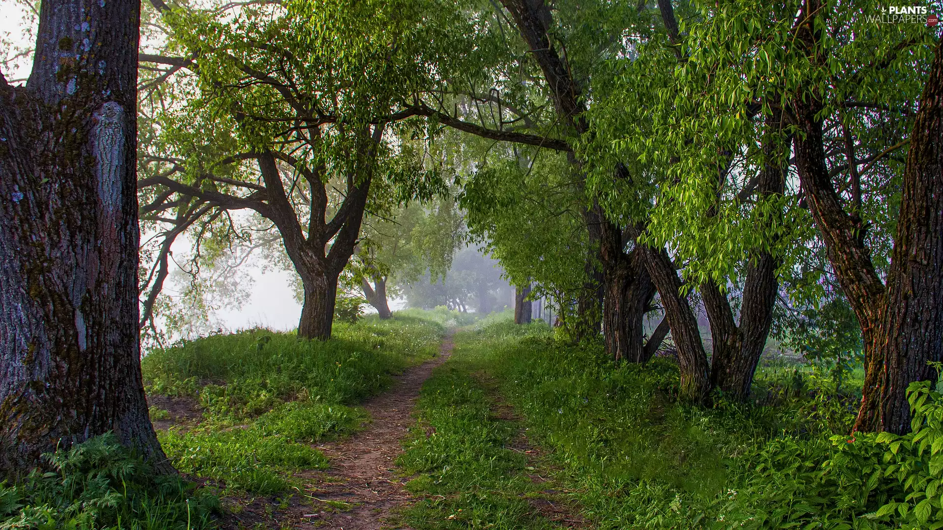 Path, trees, Fog, green, grass, viewes