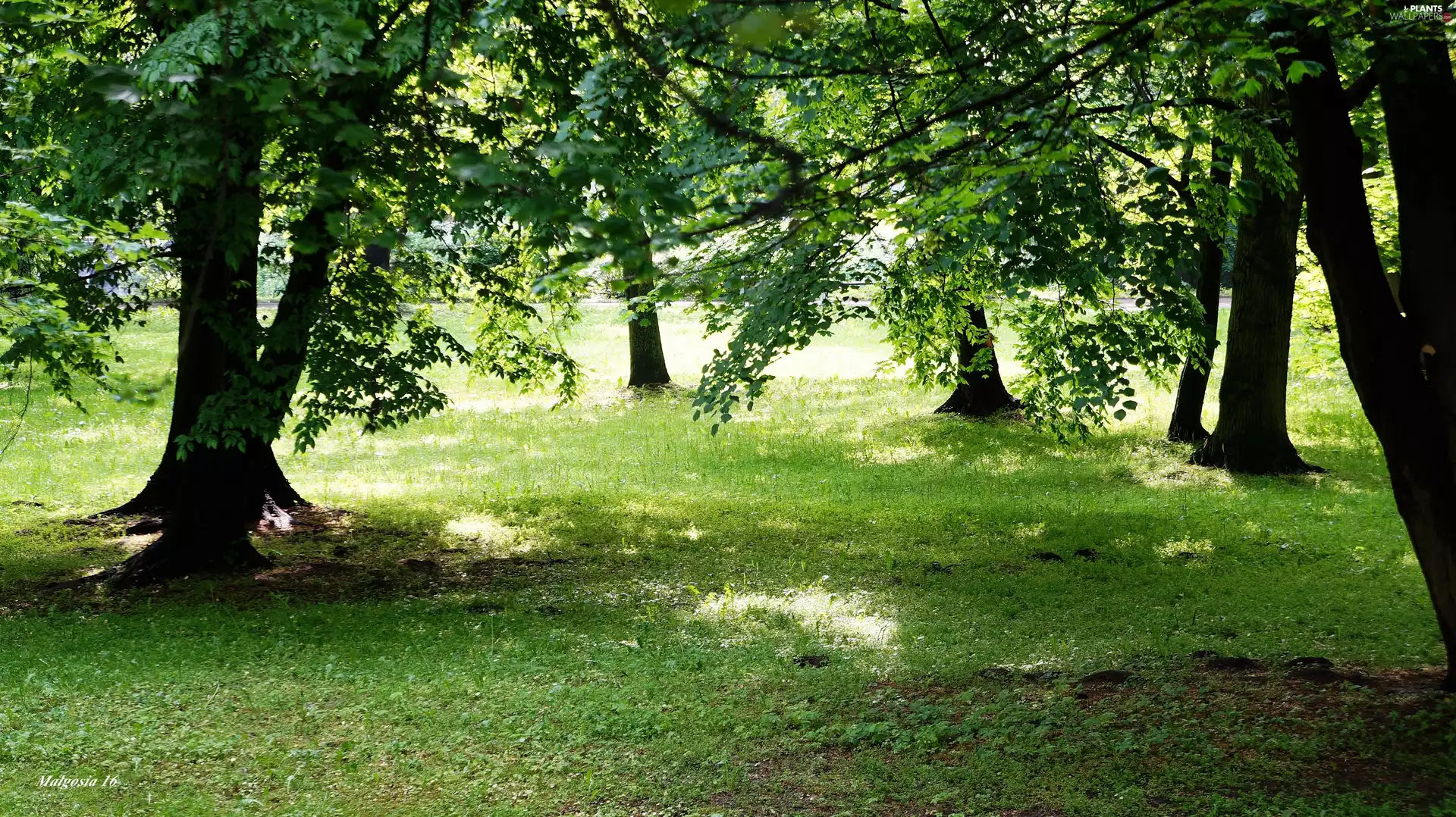 green, trees, viewes