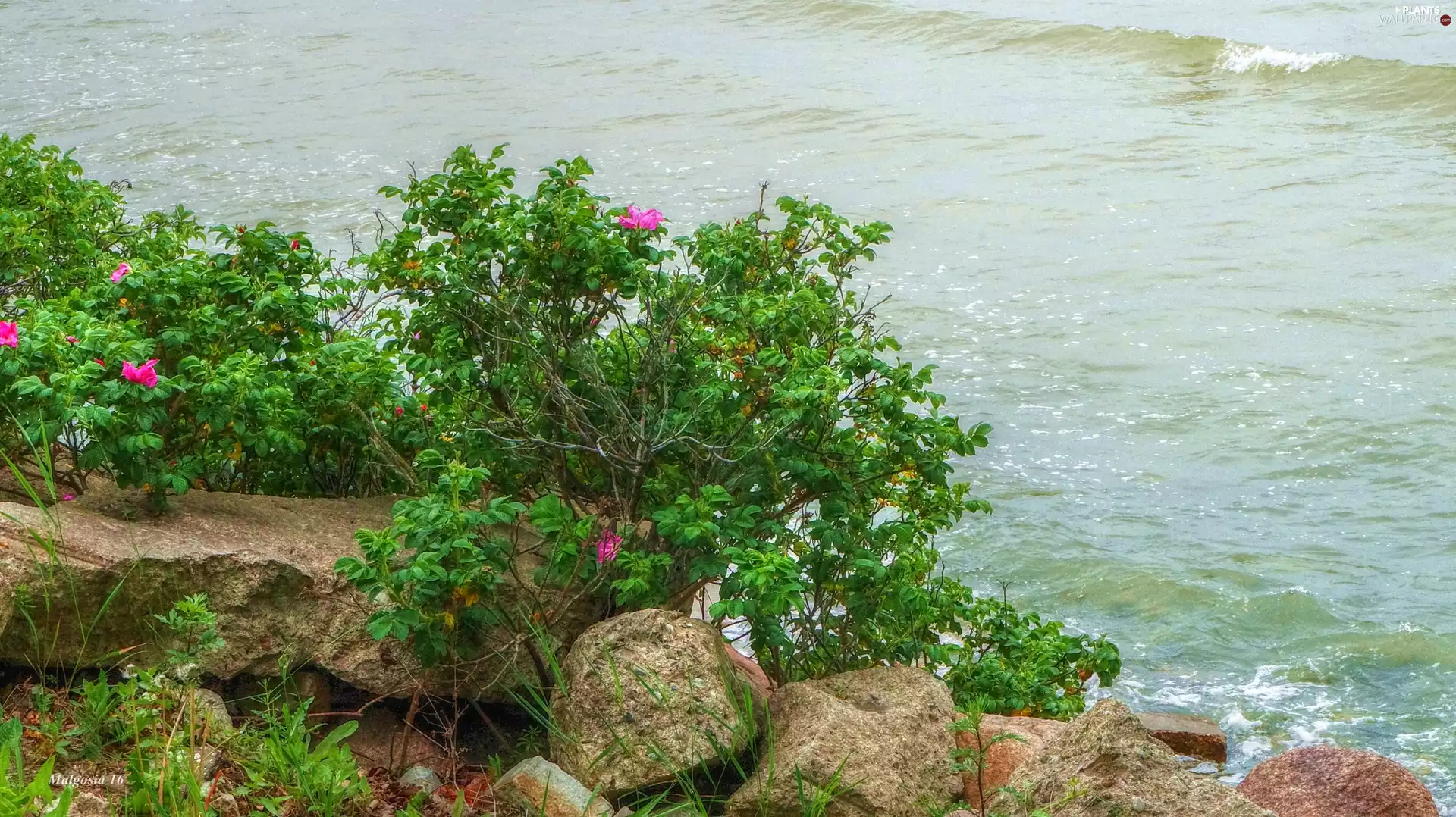 Briar, green, water, Stones, sea