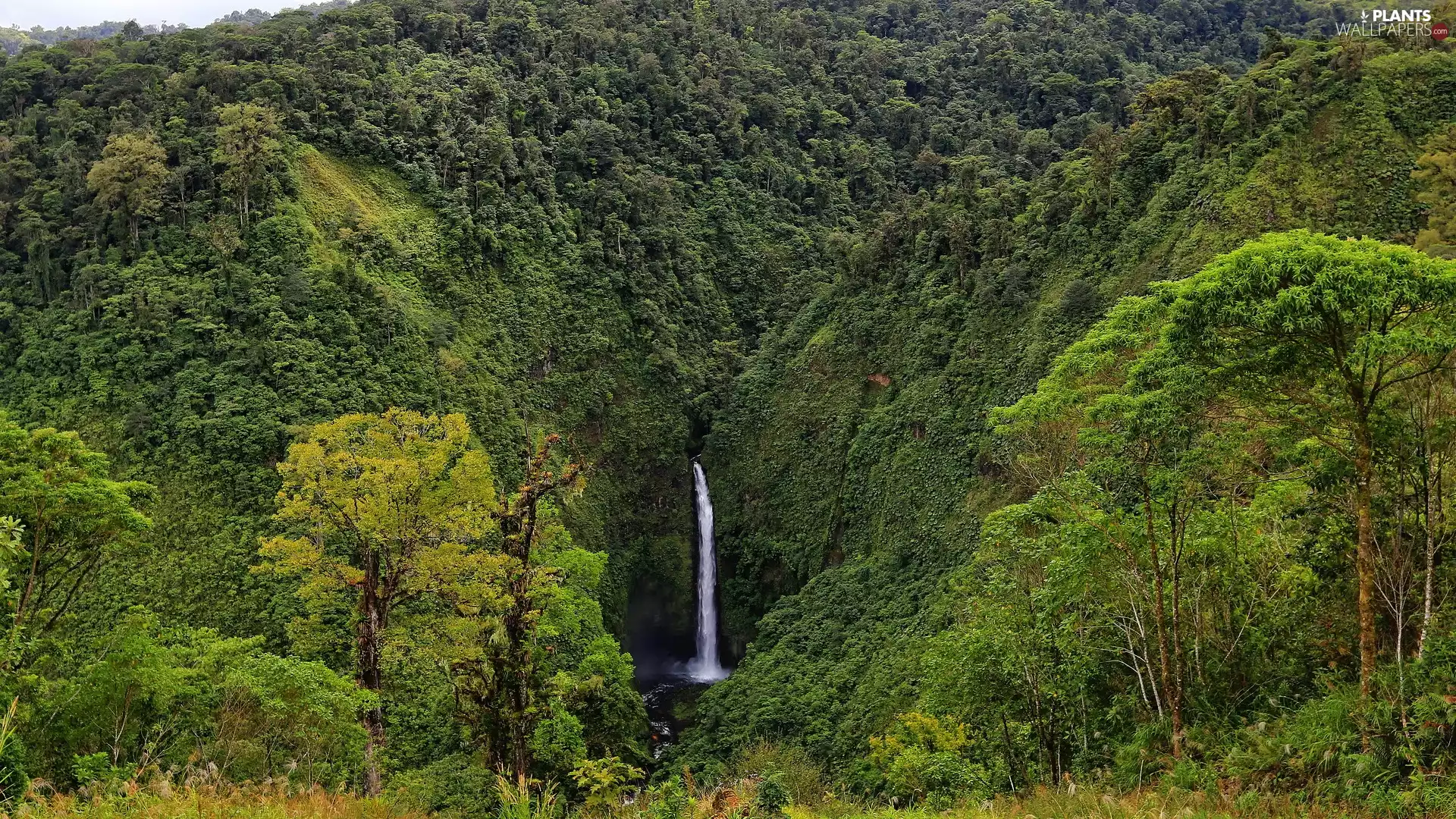 trees, viewes, forest, green ones, waterfall