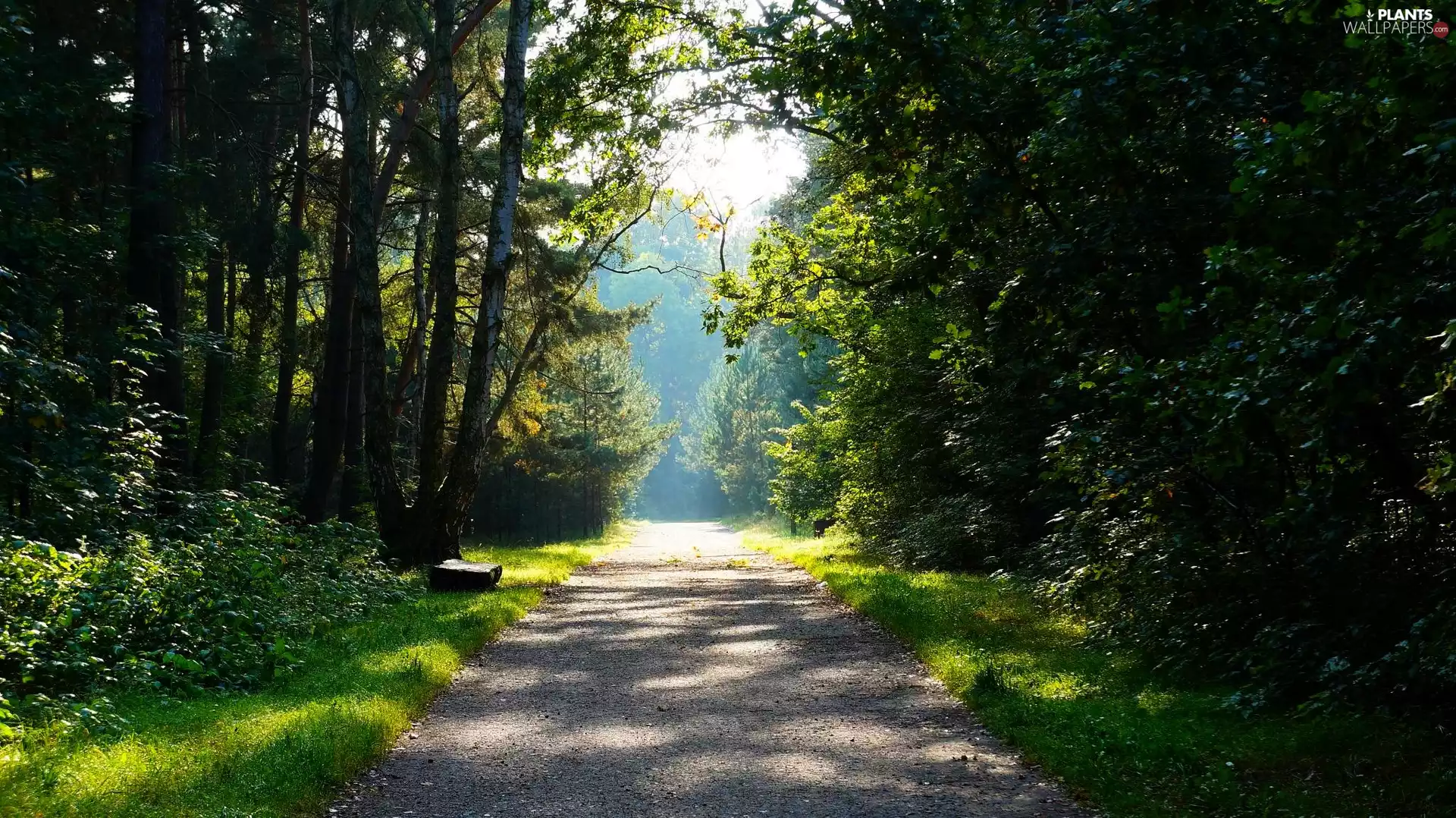 viewes, green, Way, trees, forest