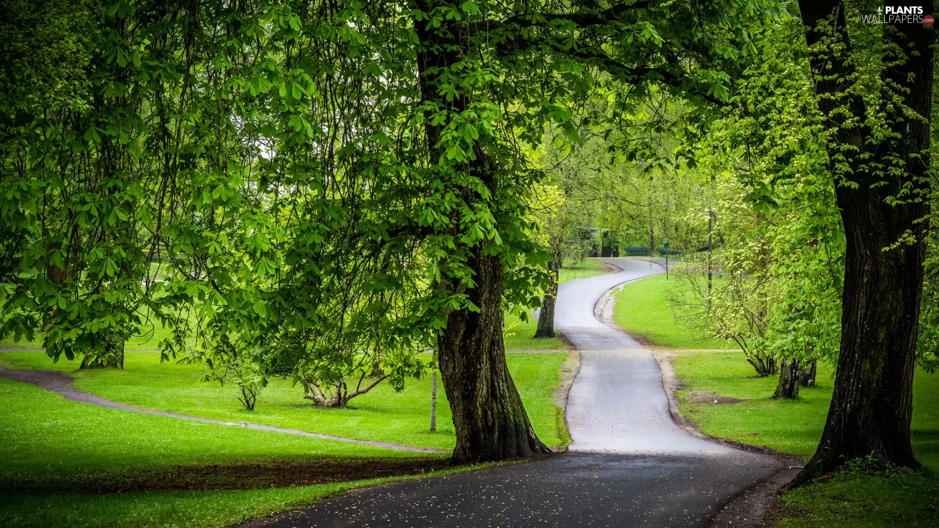 trees, chestnut, Park, green ones, Way