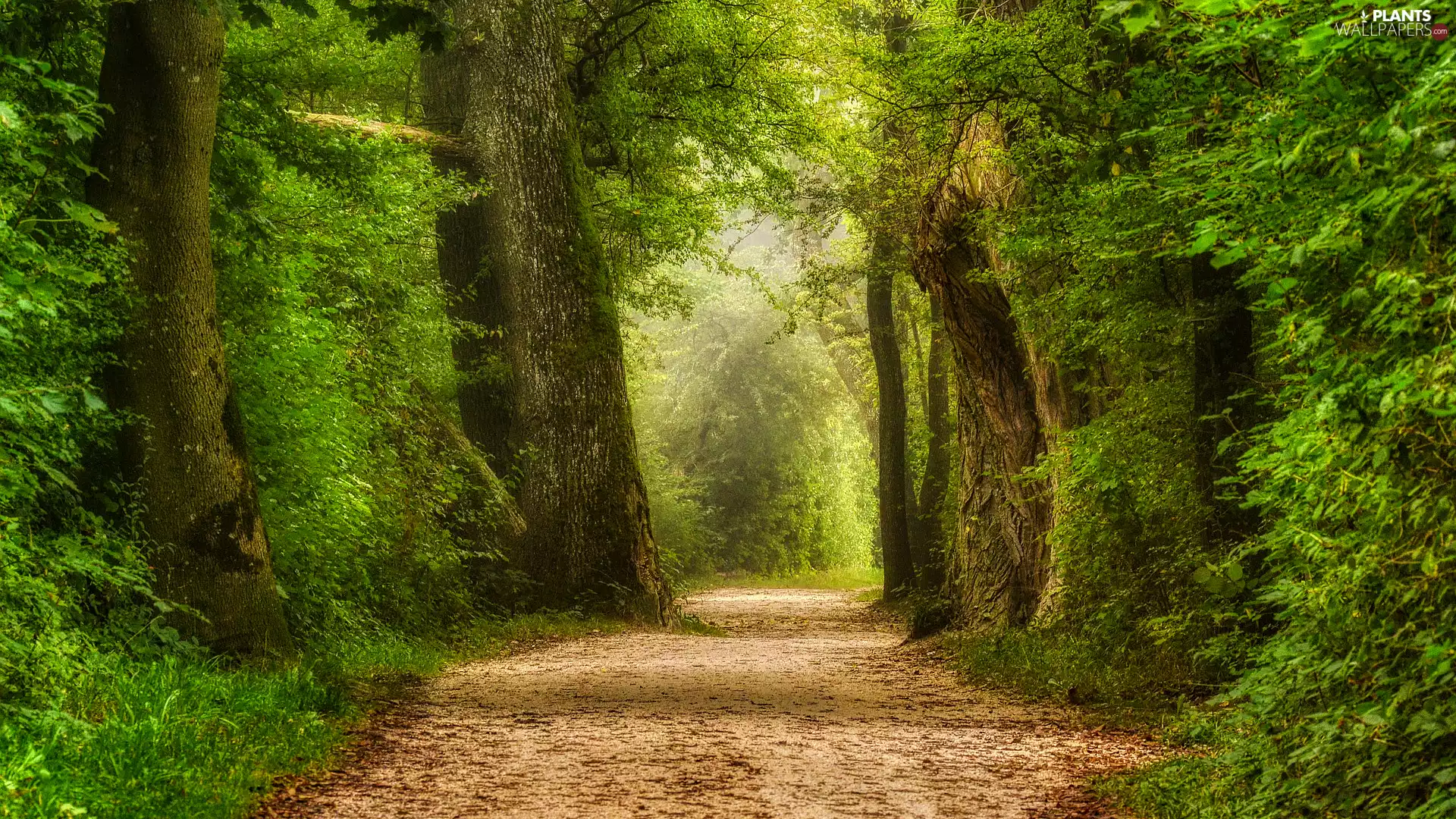 trees, viewes, Way, green ones, Broadleaf Forests