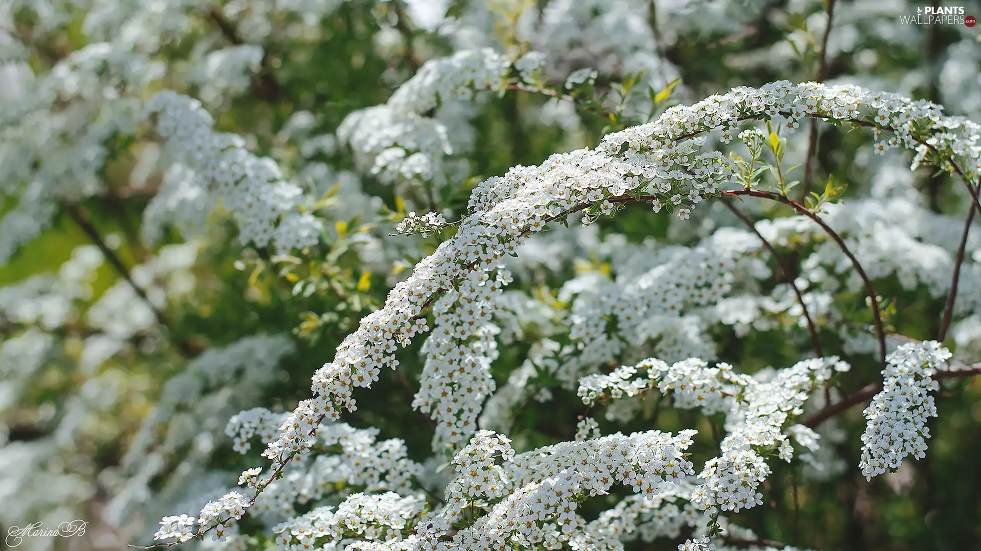 Spiraea Grey, Flowers, White, Twigs
