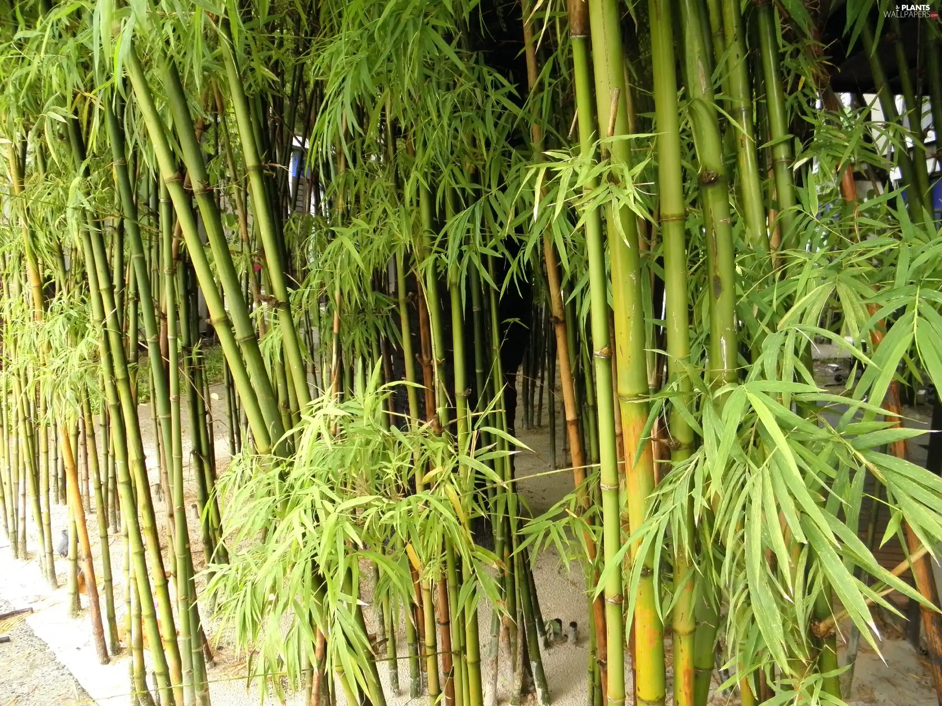 grove, bamboo, Green