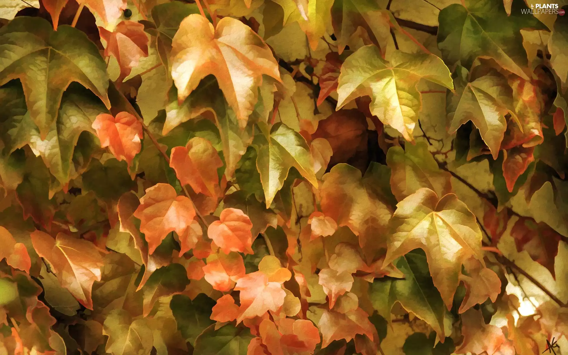 ivy, autumn, Alberto Guillen, Leaf, picture