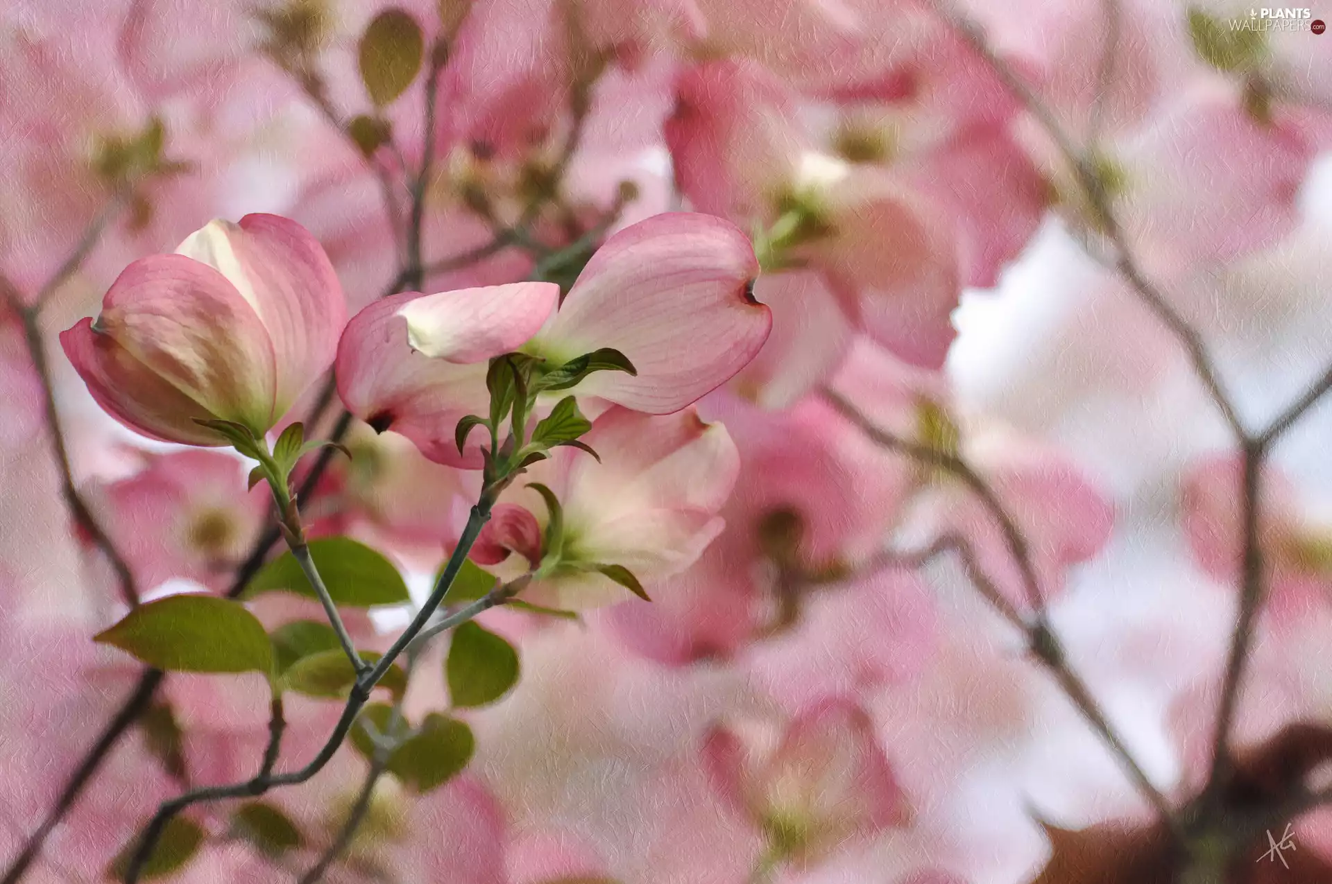 Flowers, graphics, Alberto Guillen, dog-wood