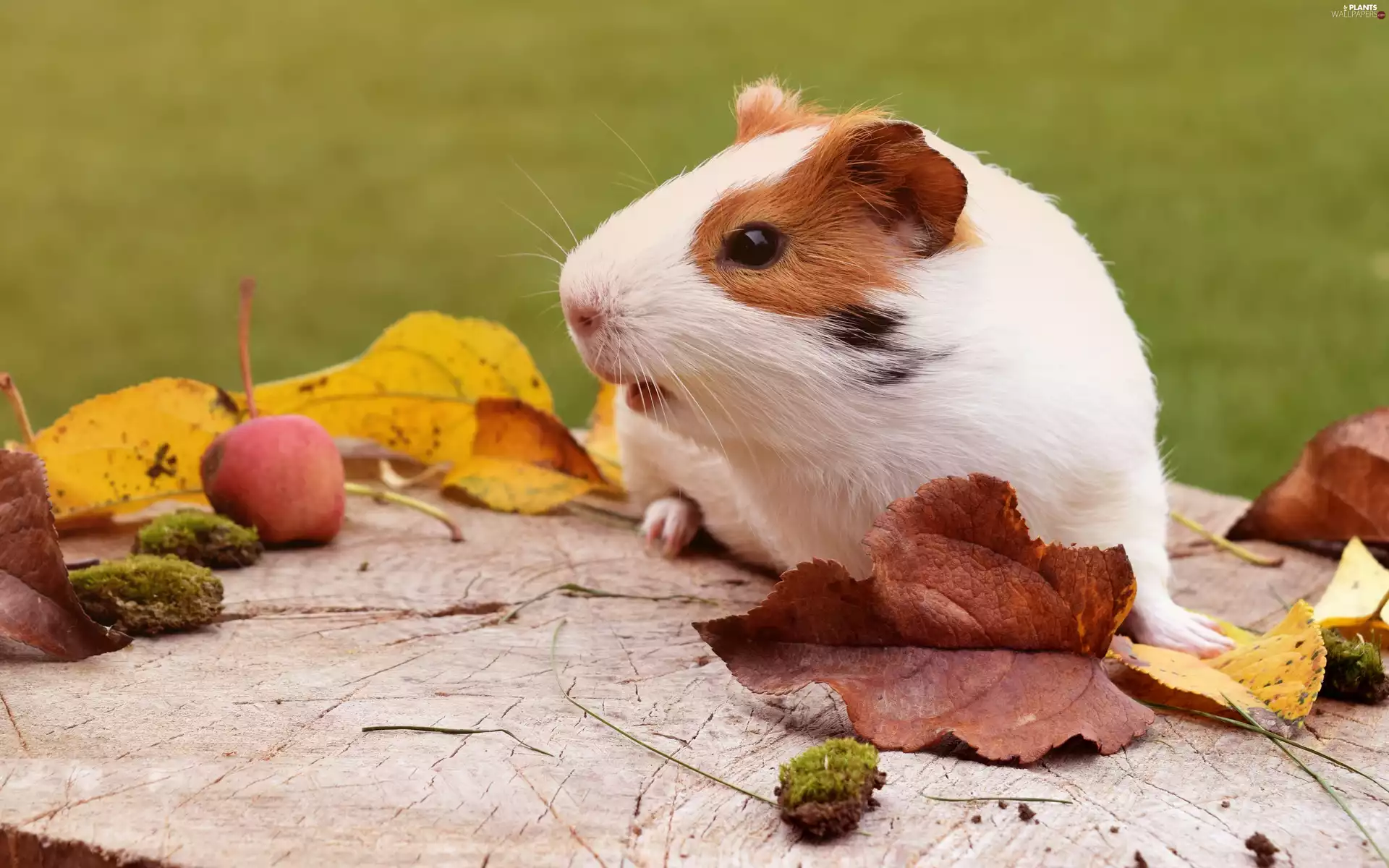 guinea pig, Leaf