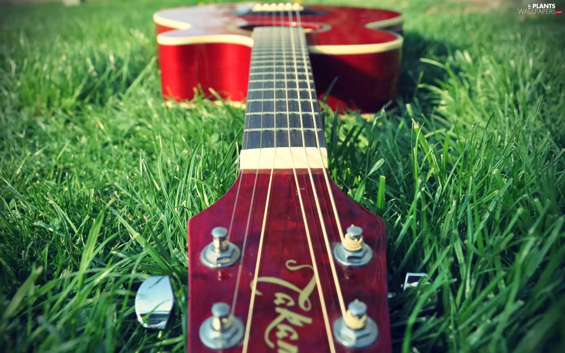 Guitar, grass