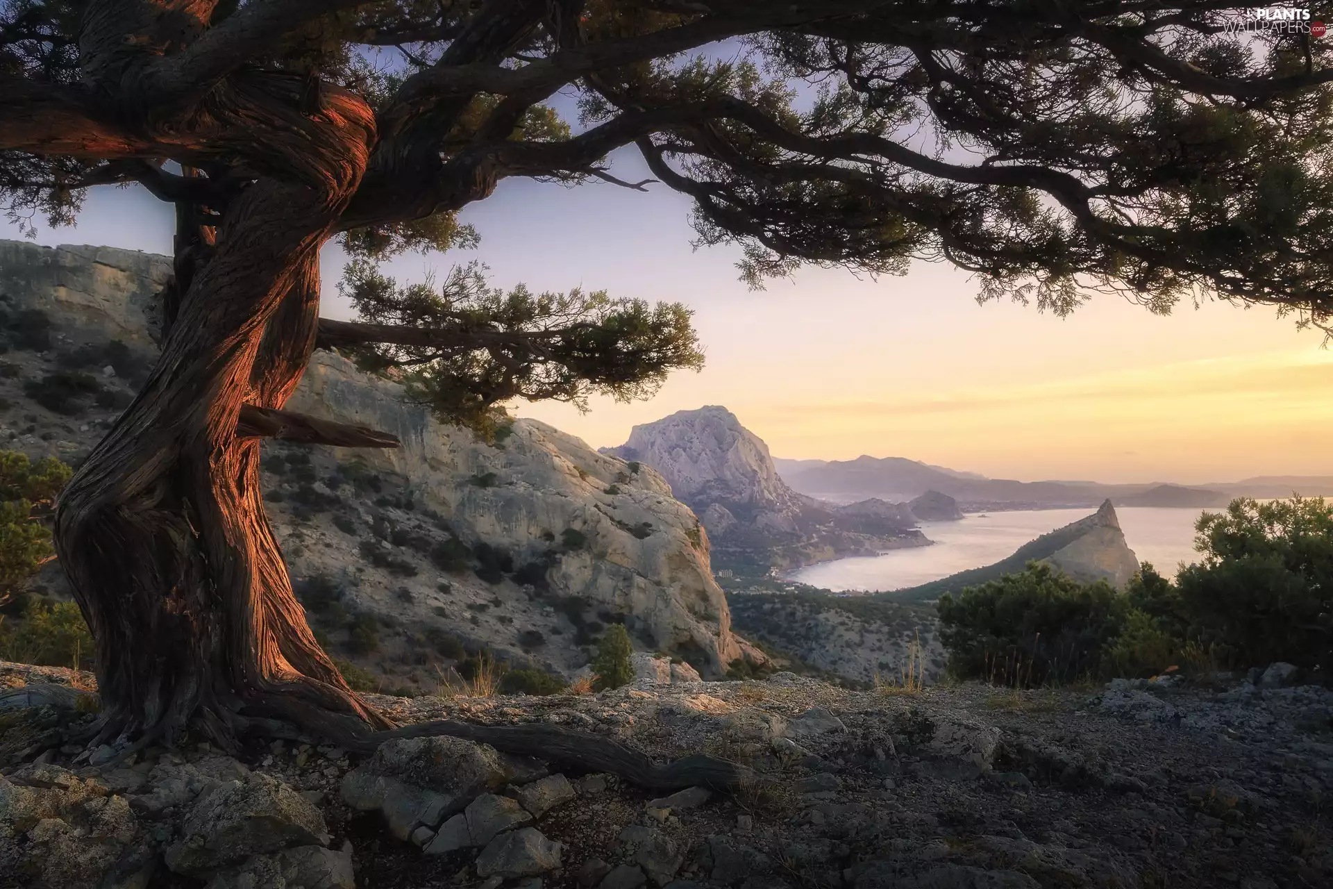 sea, Gulf, rocks, Mountains, pine