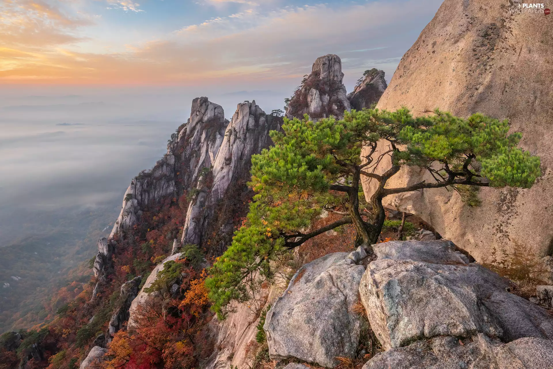 Mountain Dobongsan, rocks, Gyeonggi-do Province, pine, Mountains, Bukhansan National Park, South Korea