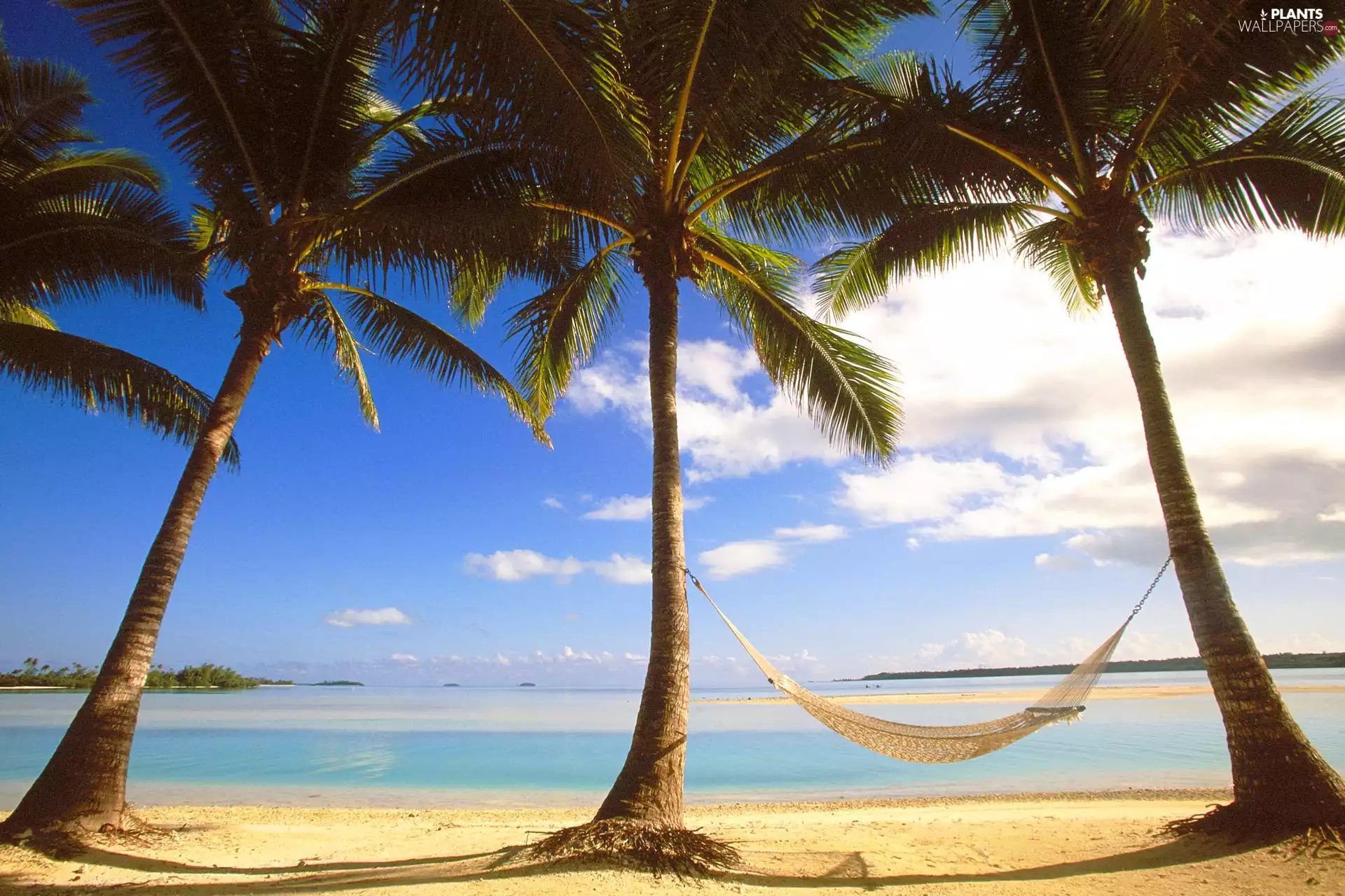 Hammock, Beaches, Palms