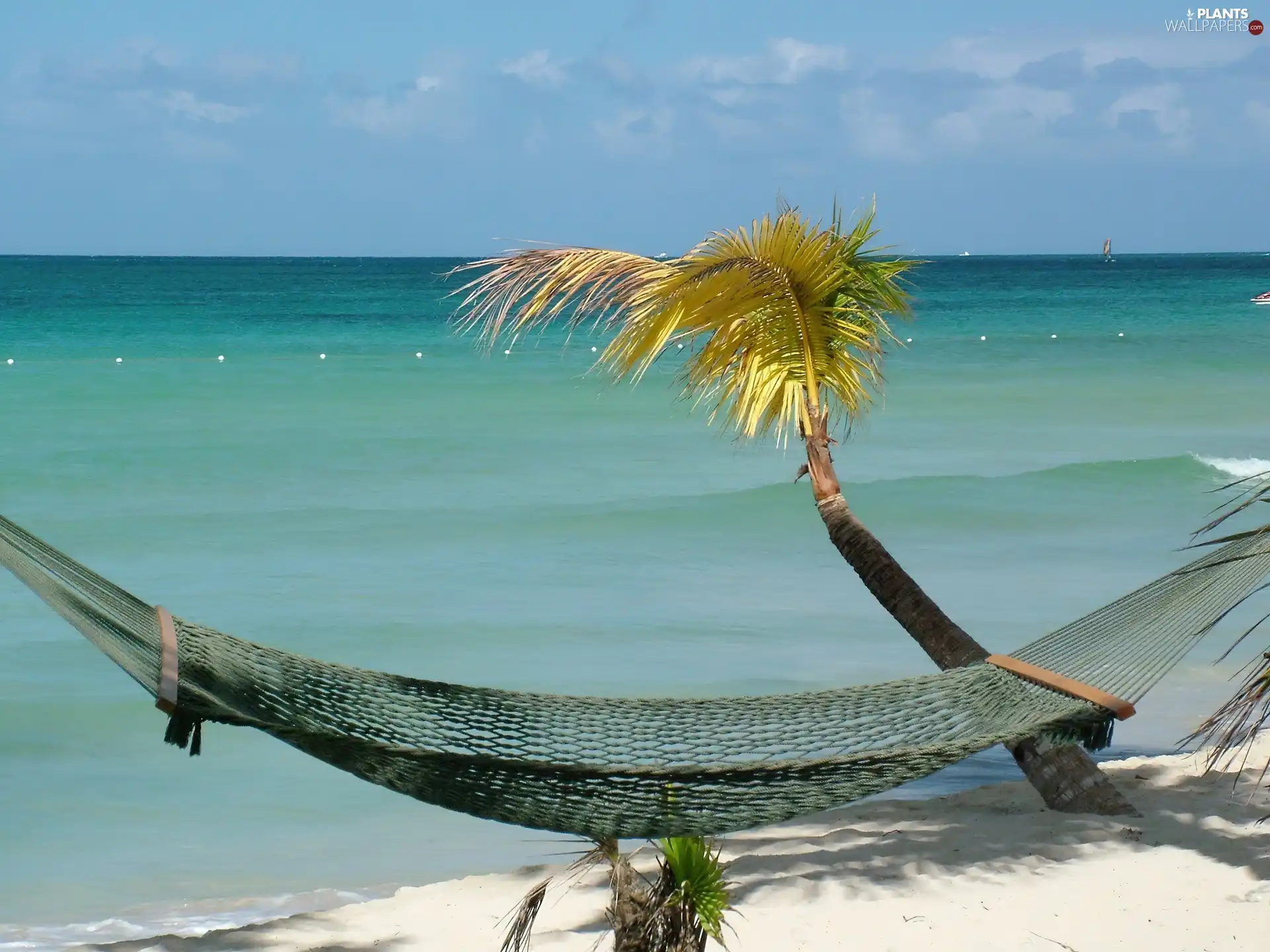 sea, Palm, Hammock, Beaches