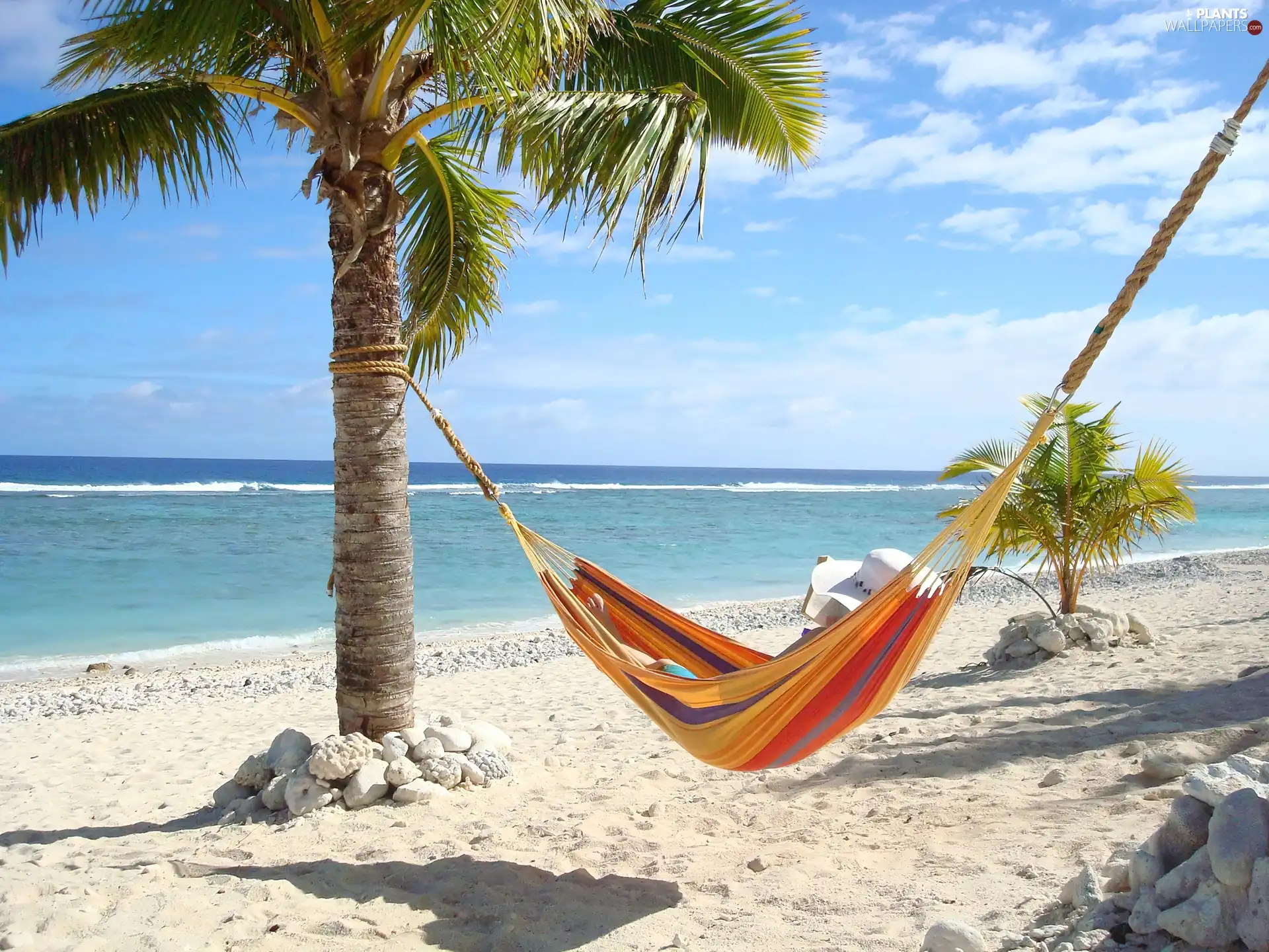 sea, Palm, Hammock, Beaches