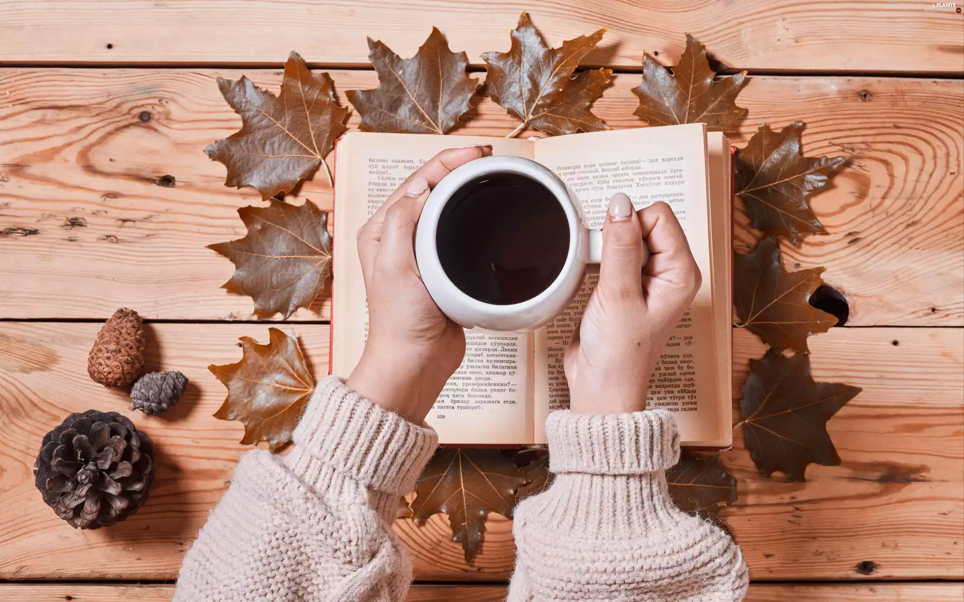 Book, cup, Leaf, hands, coffee, autumn, cones