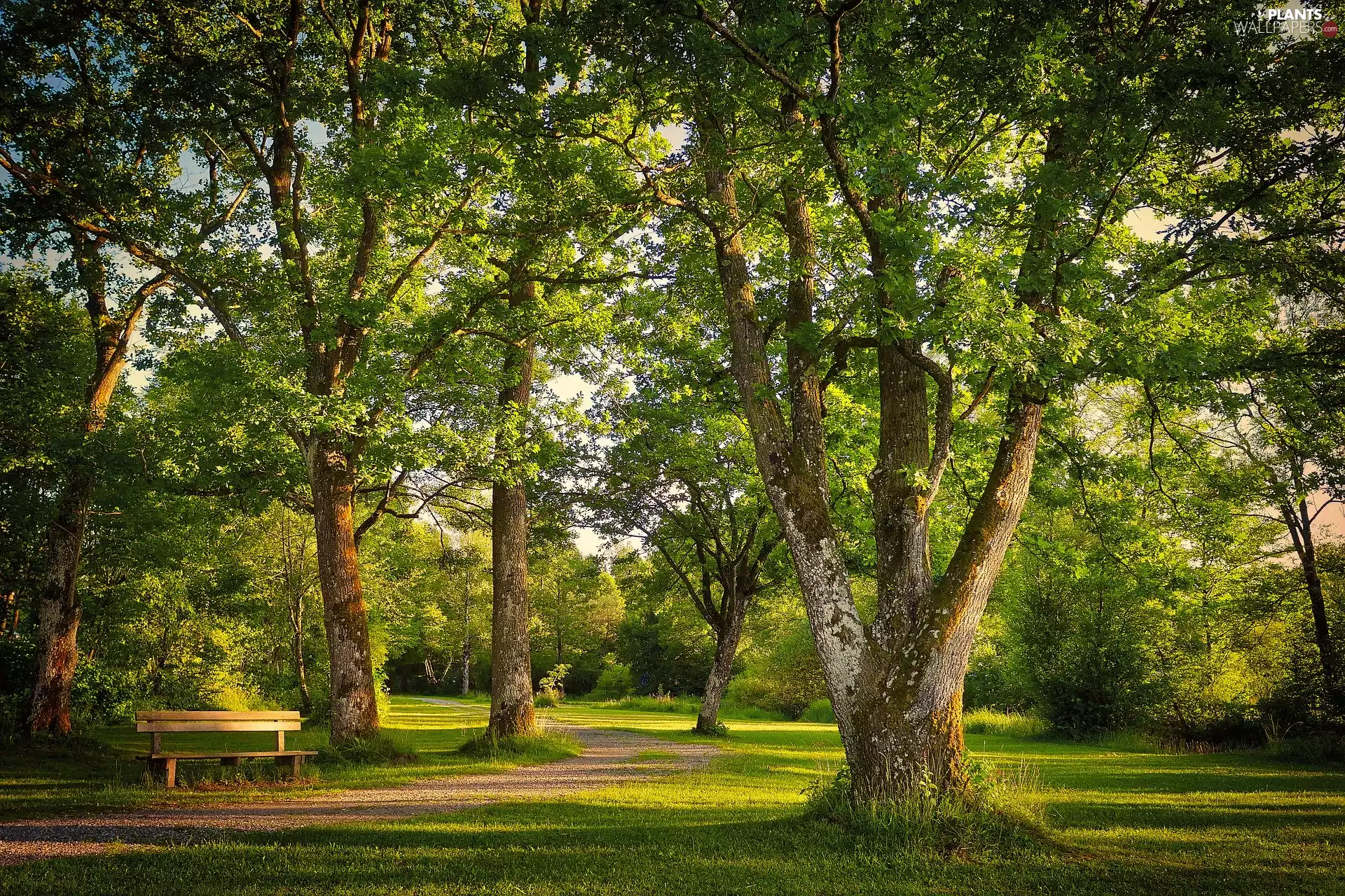 trees, Leaf, Bench, Hardwood, Park, viewes, alley