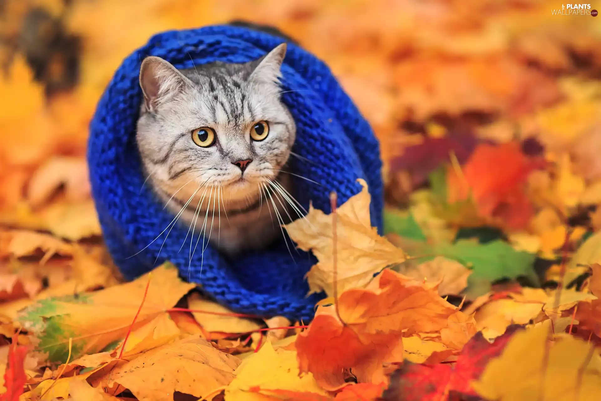Blue, Hat, Leaf, cat, autumn