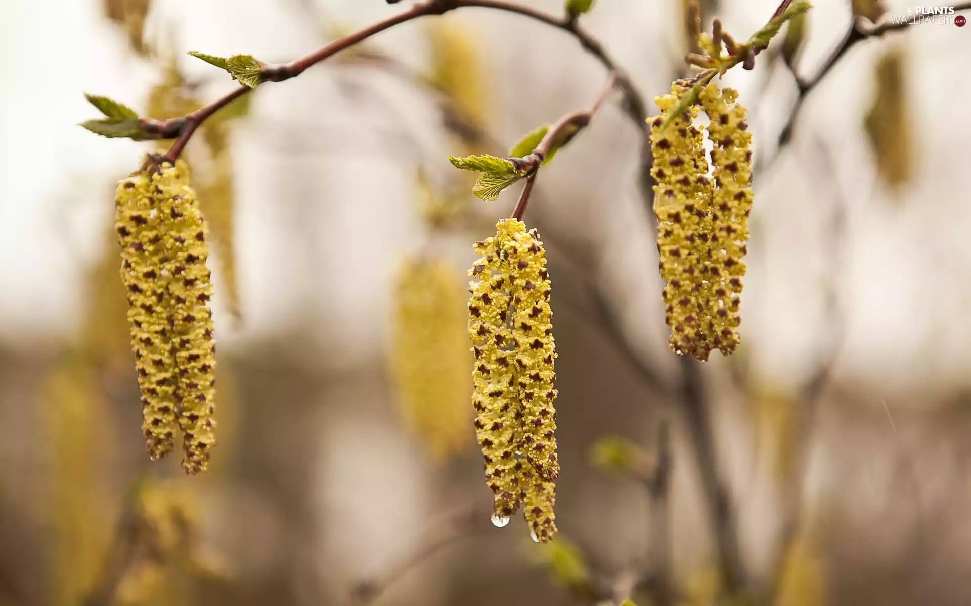 hazel, Spring, Blossoming