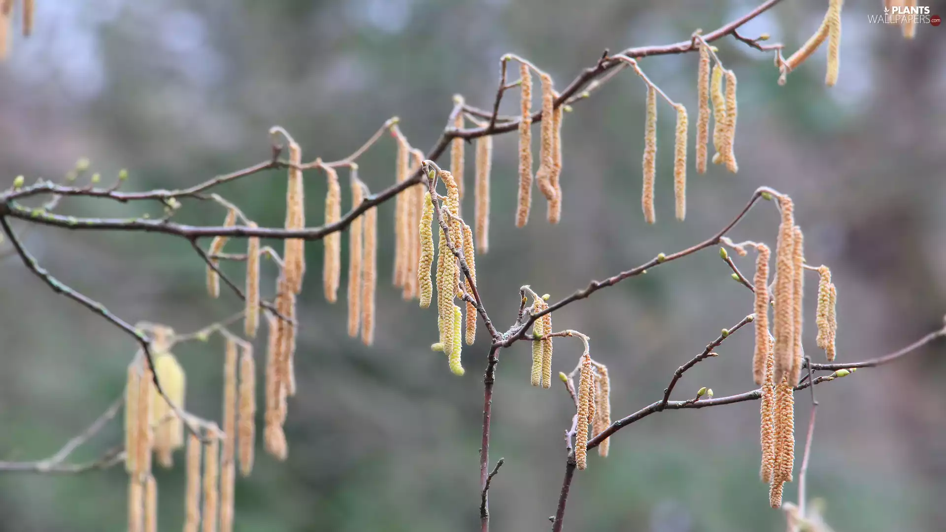 branch pics, inflorescences, hazel