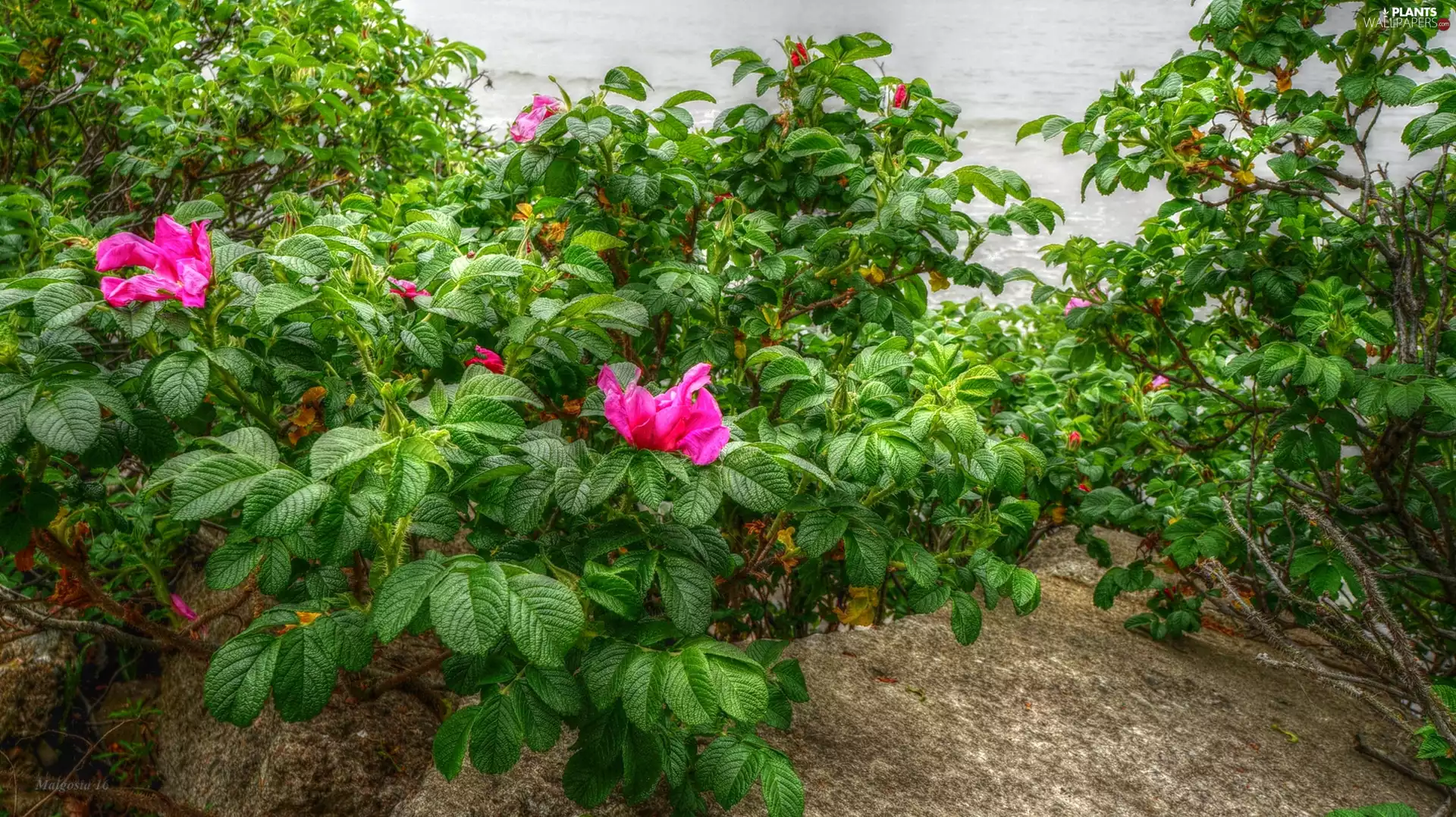 Stone, HDR, green, Briar, Plants